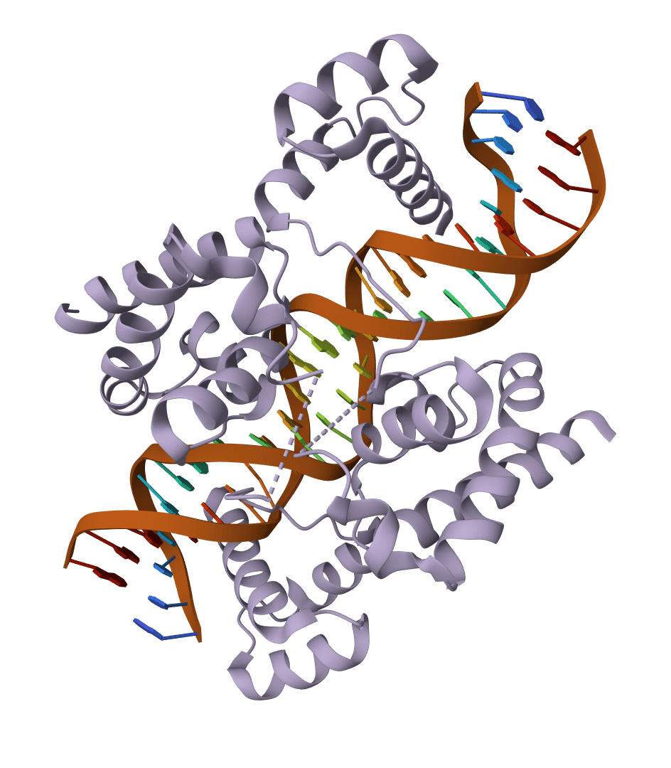 Protein to DNA converter example image