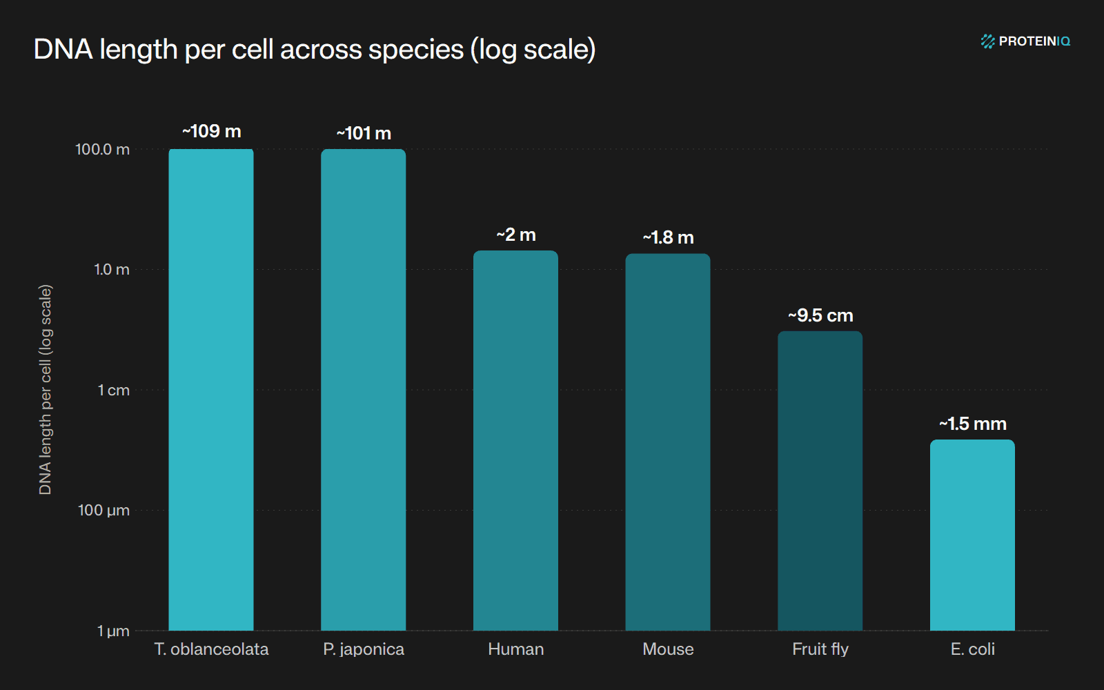 DNA length per cell across species on a log scale, from about 109 m in the fork fern Tmesipteris oblanceolata down to 1.5 mm in E. coli, with humans at about 2 m