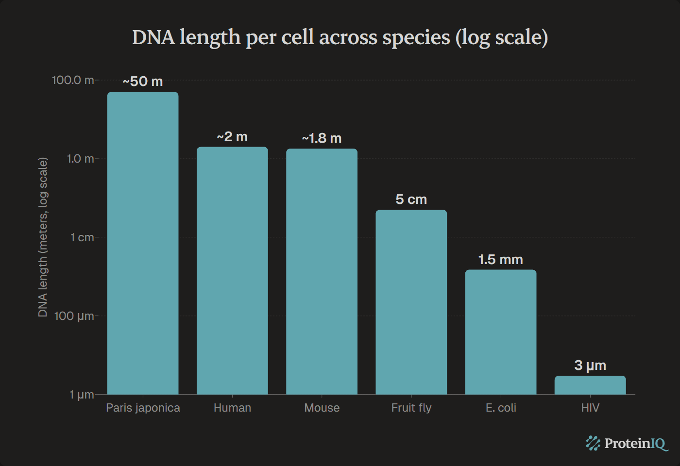 DNA length across species comparison