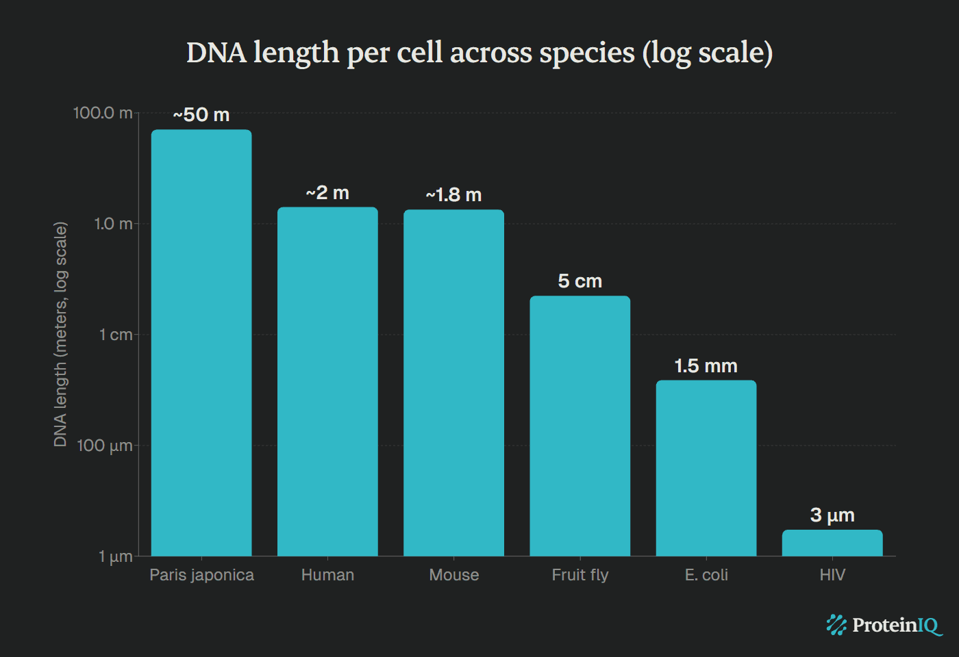 DNA length across species comparison