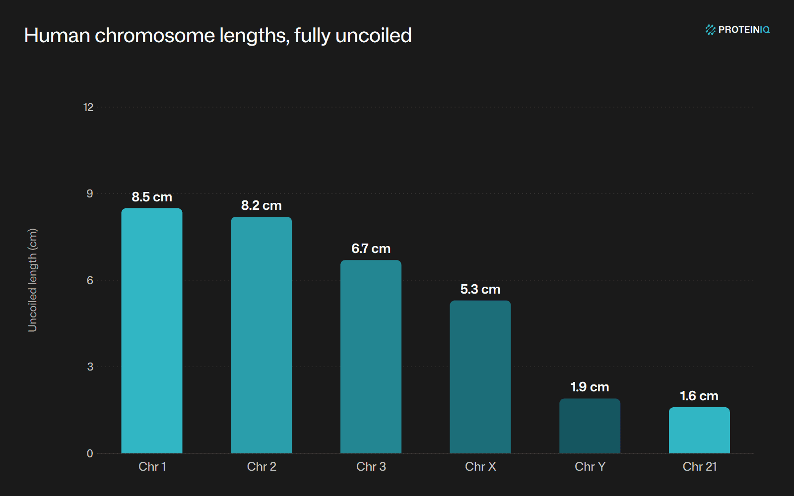 Human chromosome lengths when fully uncoiled, ranging from about 8.5 cm for chromosome 1 down to 1.6 cm for chromosome 21