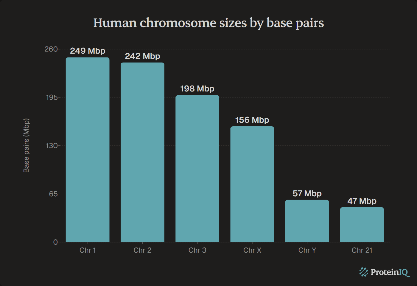 Human chromosome sizes by base pairs