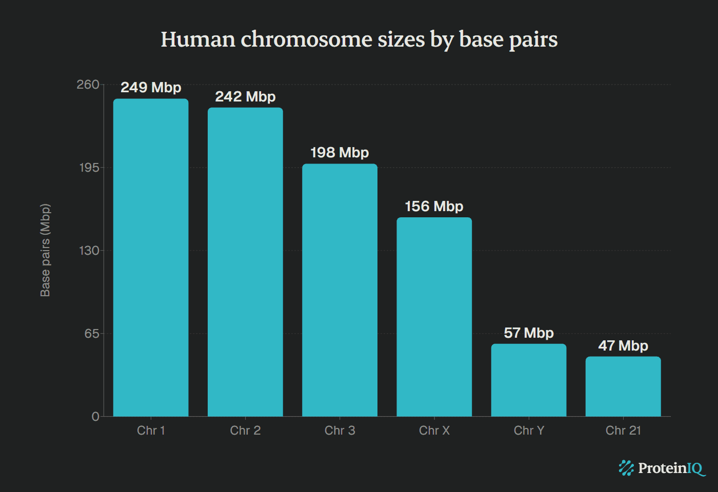 Human chromosome sizes by base pairs