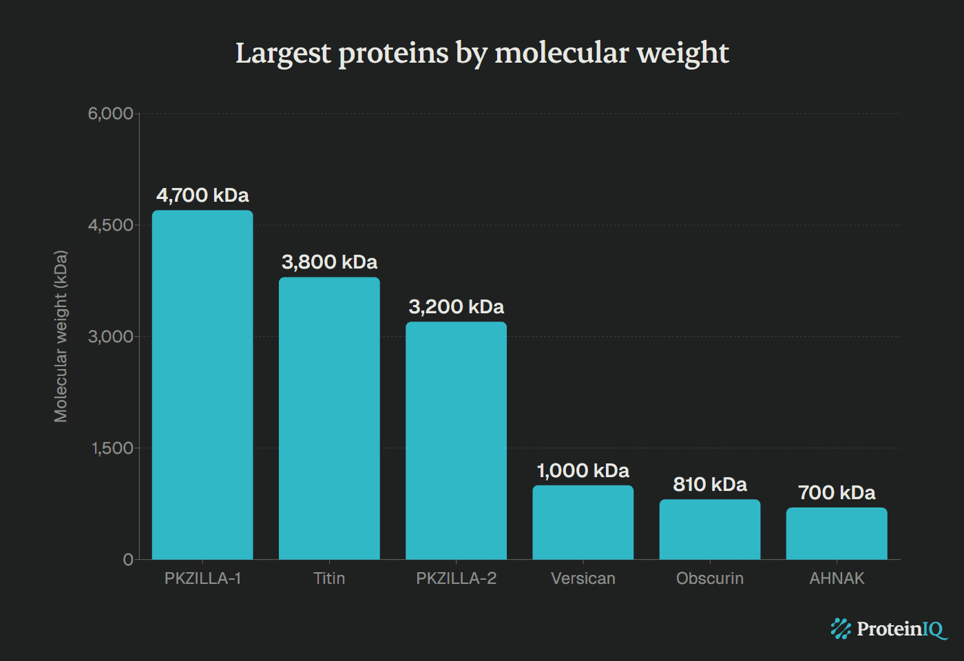 Largest proteins by molecular weight