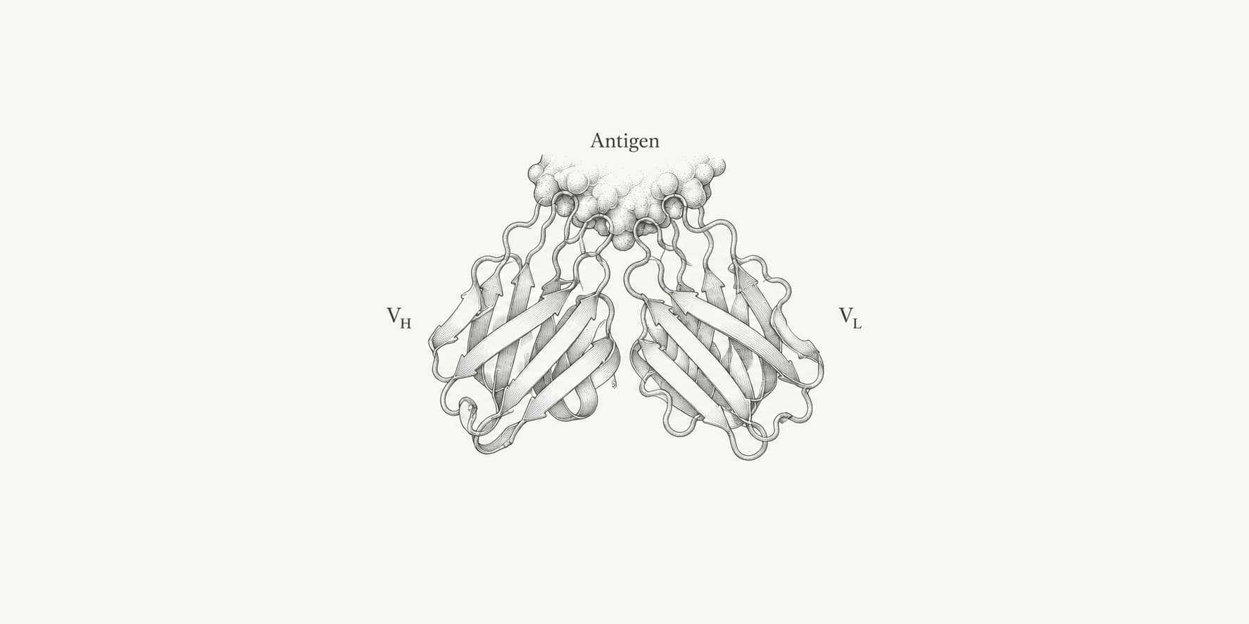 Paired VH and VL antibody domains forming an antigen-binding surface.