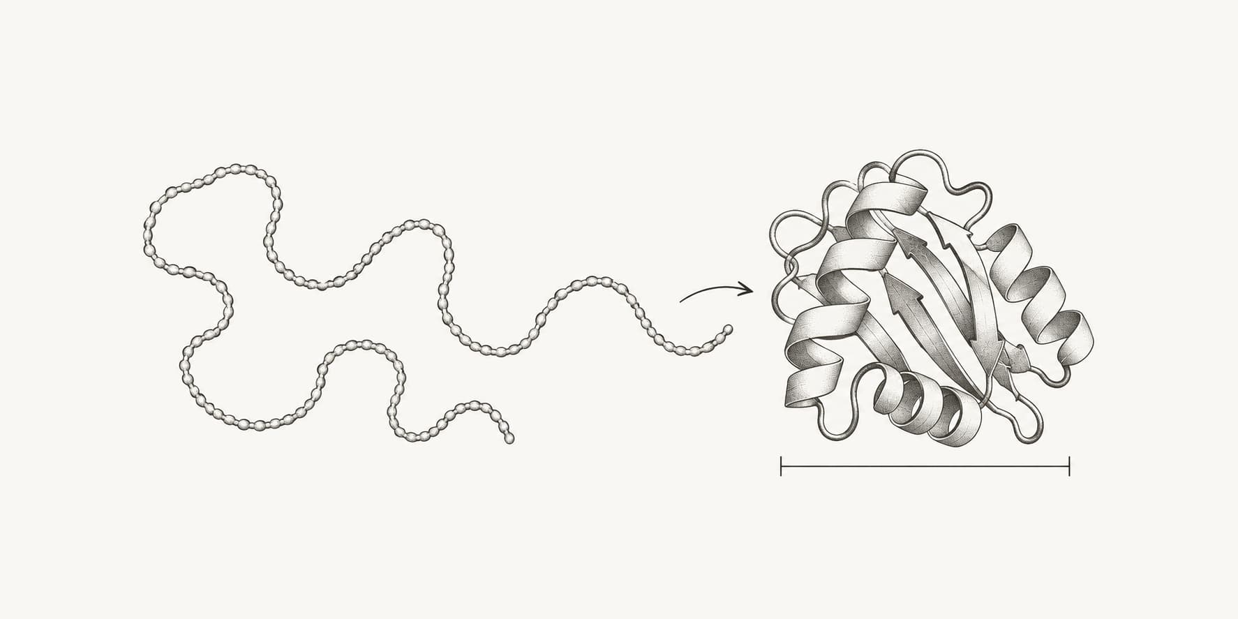 Ink illustration comparing an extended protein chain with a compact folded protein.