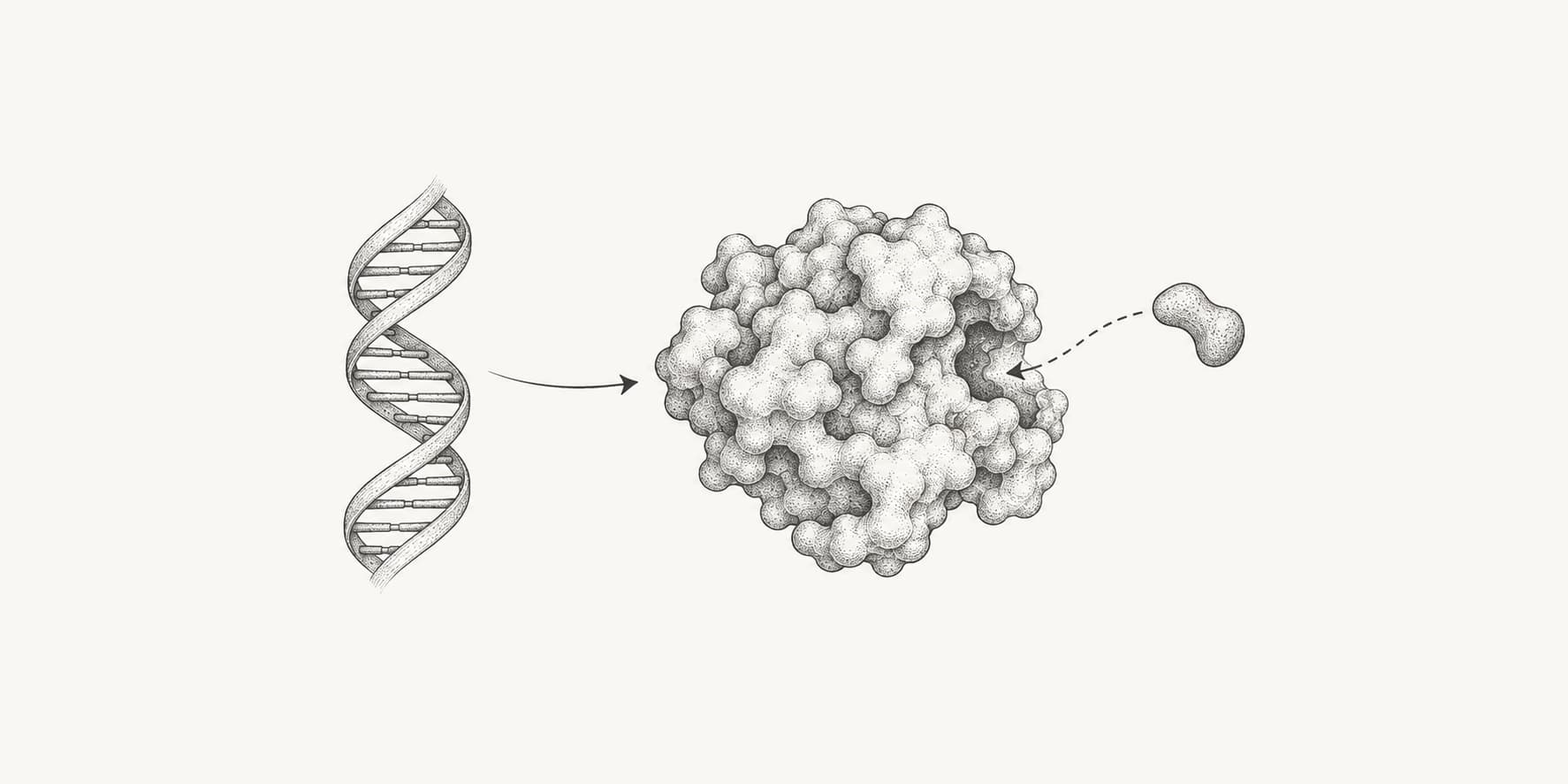 DNA, a folded protein, and a small ligand beside its binding pocket.