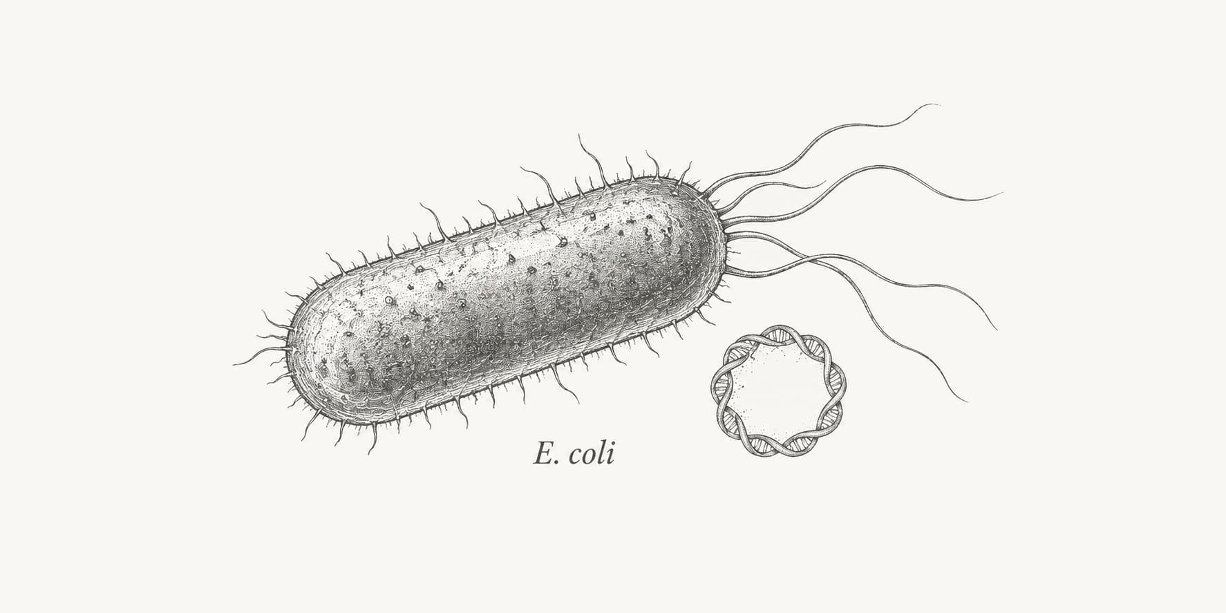 Engraved E. coli bacterium with flagella and a circular DNA motif.