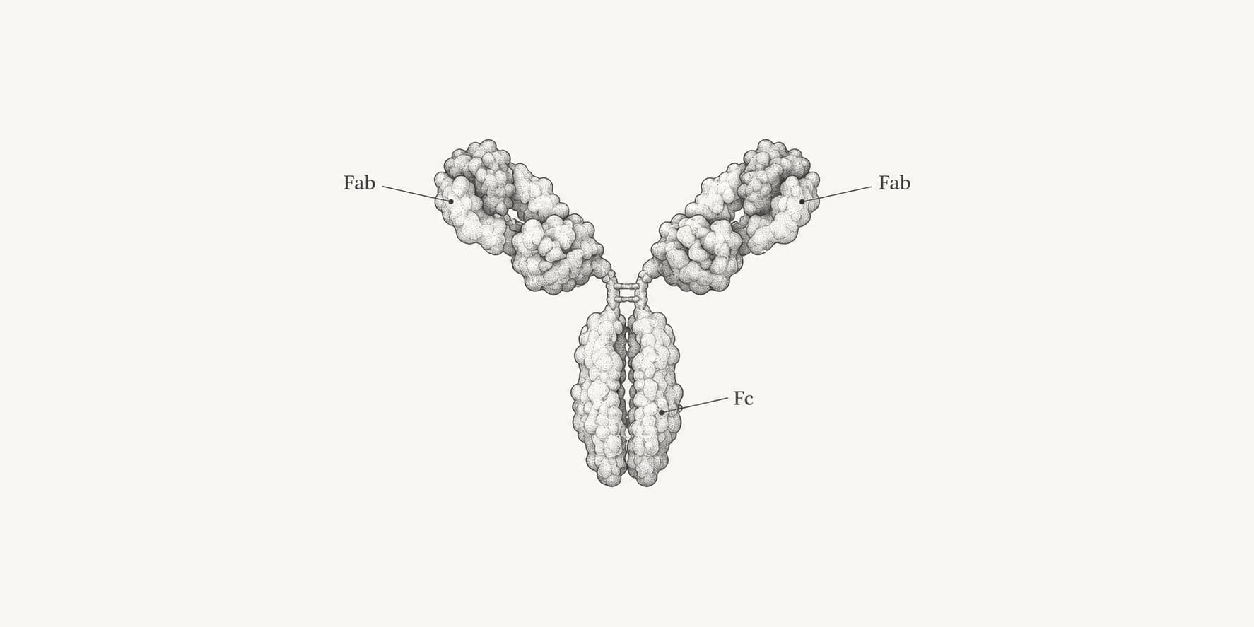 Y-shaped IgG antibody with its two Fab arms and Fc stem labeled.