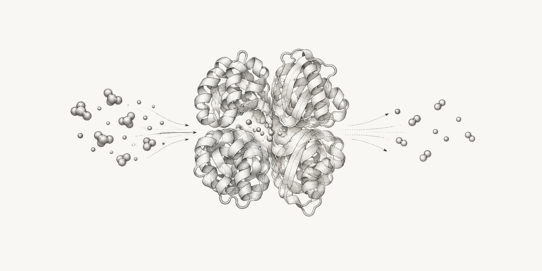 Conceptual ink illustration of an enzyme converting incoming substrates into products.