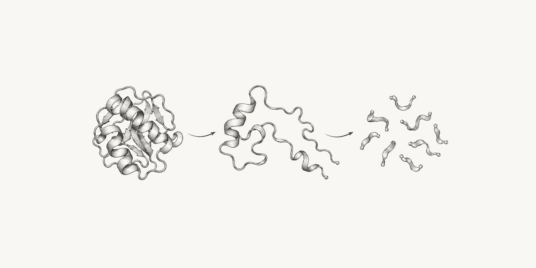Ink illustration of a folded protein gradually breaking down into smaller peptide fragments.
