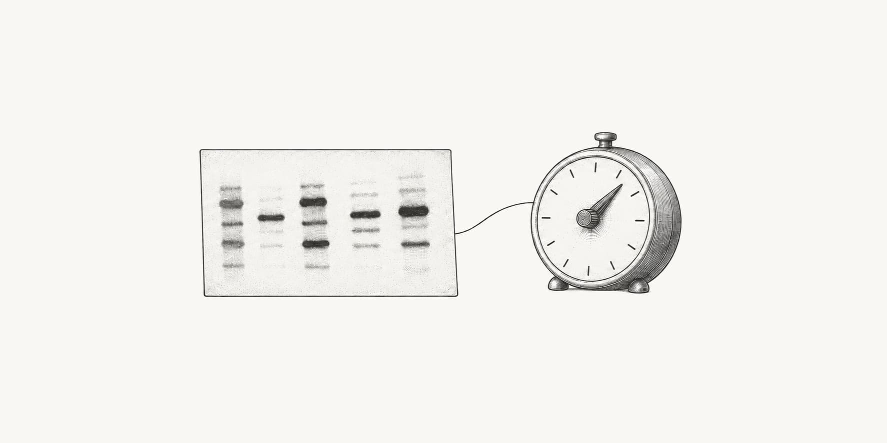 Illustrated western blot membrane beside a laboratory timer.