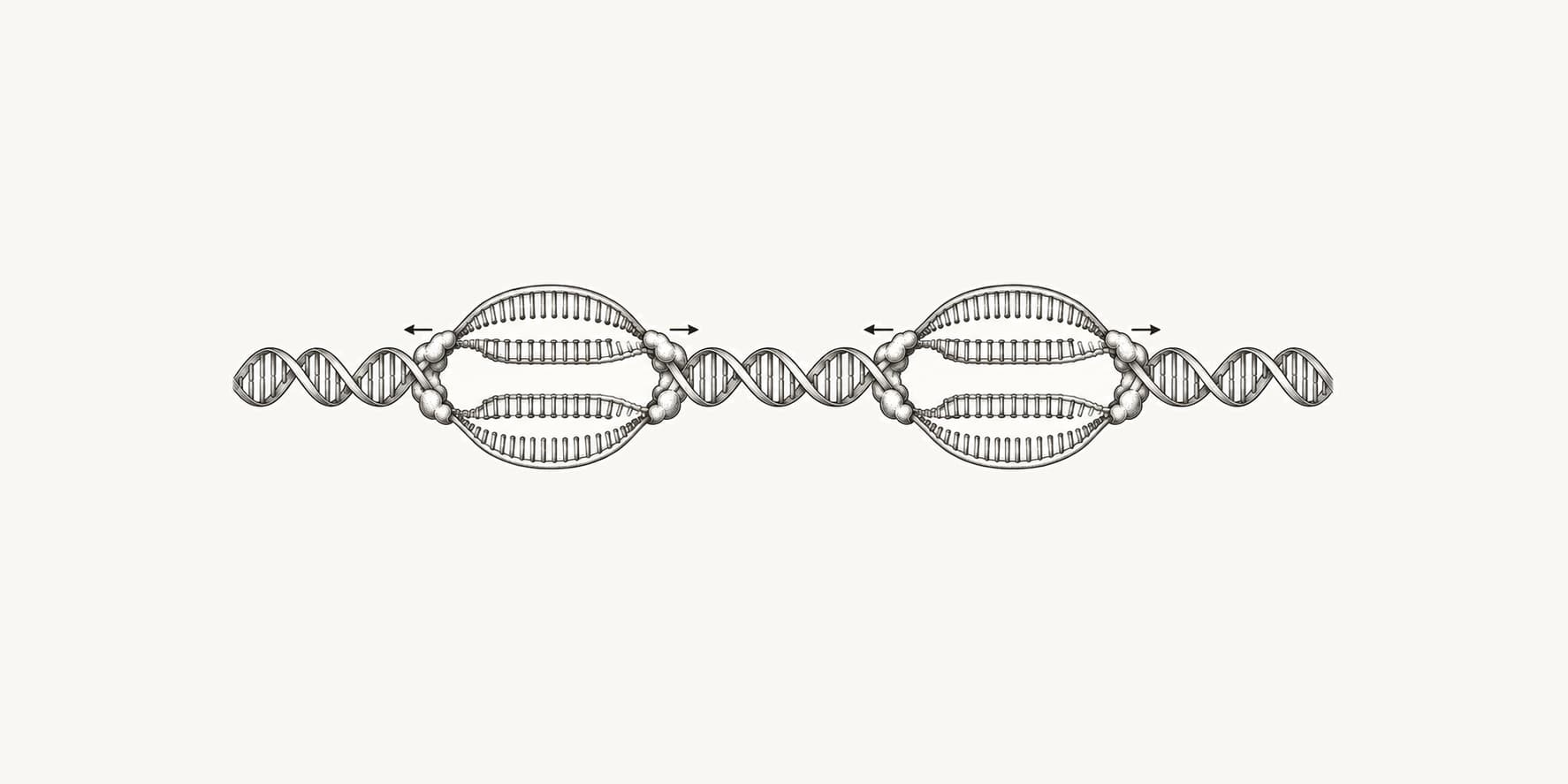 Ink illustration of DNA replication starting at multiple points along a DNA molecule.