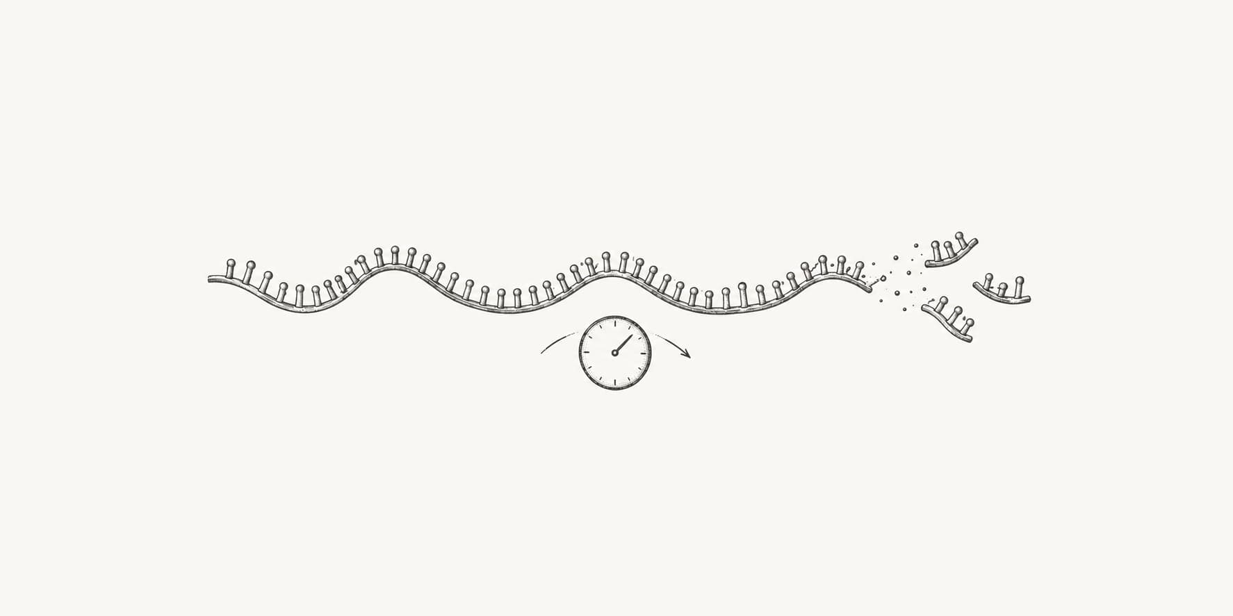 Single RNA strand breaking into smaller fragments to illustrate mRNA decay.