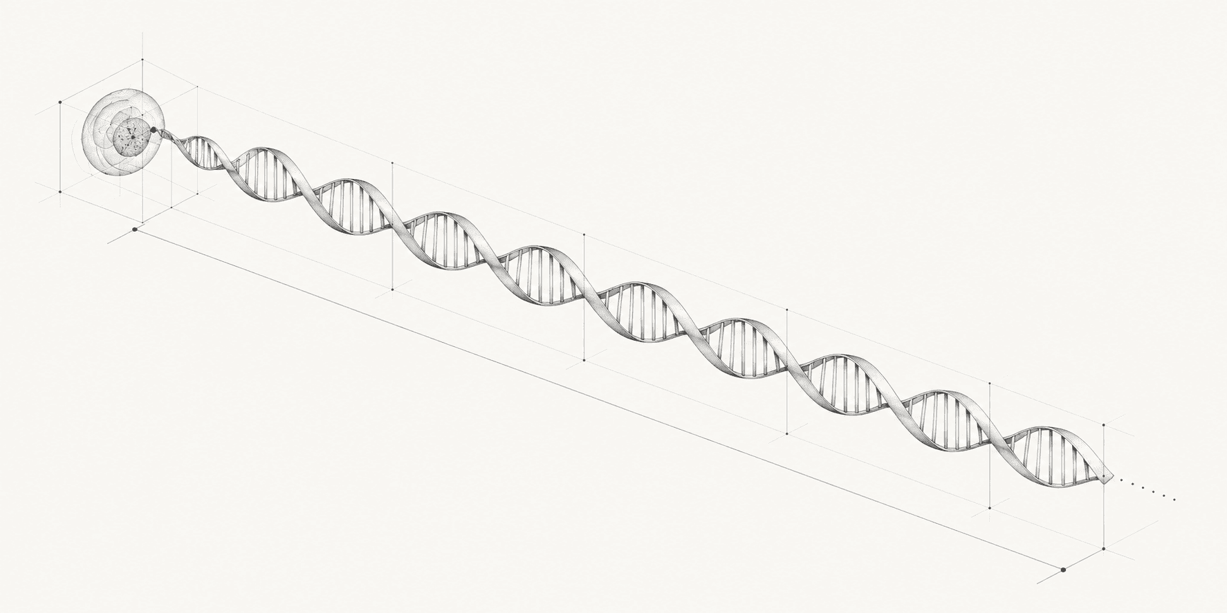 Conceptual illustration of a human cell connected to an extended DNA double helix.