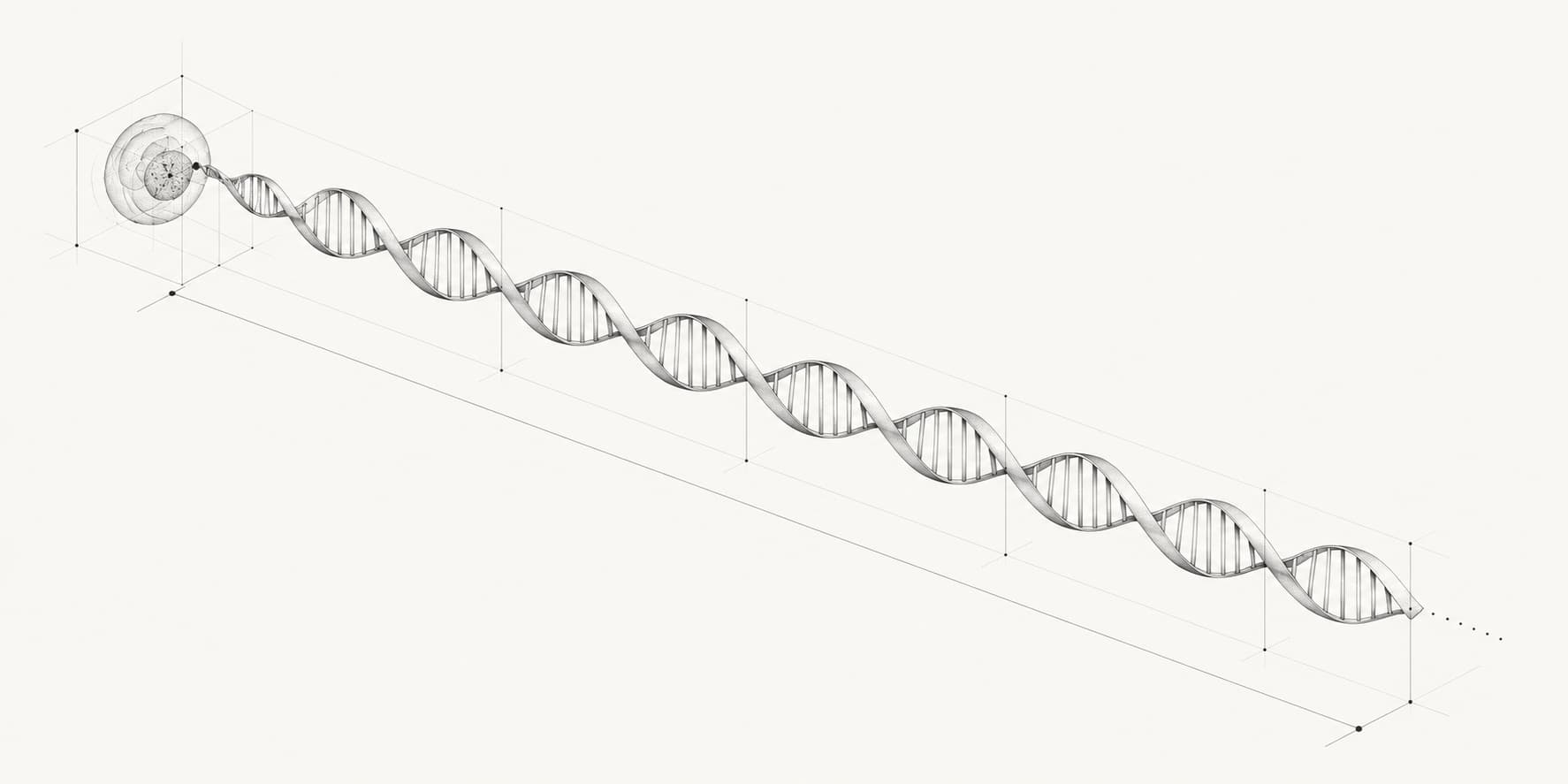Conceptual illustration of a human cell connected to an extended DNA double helix.