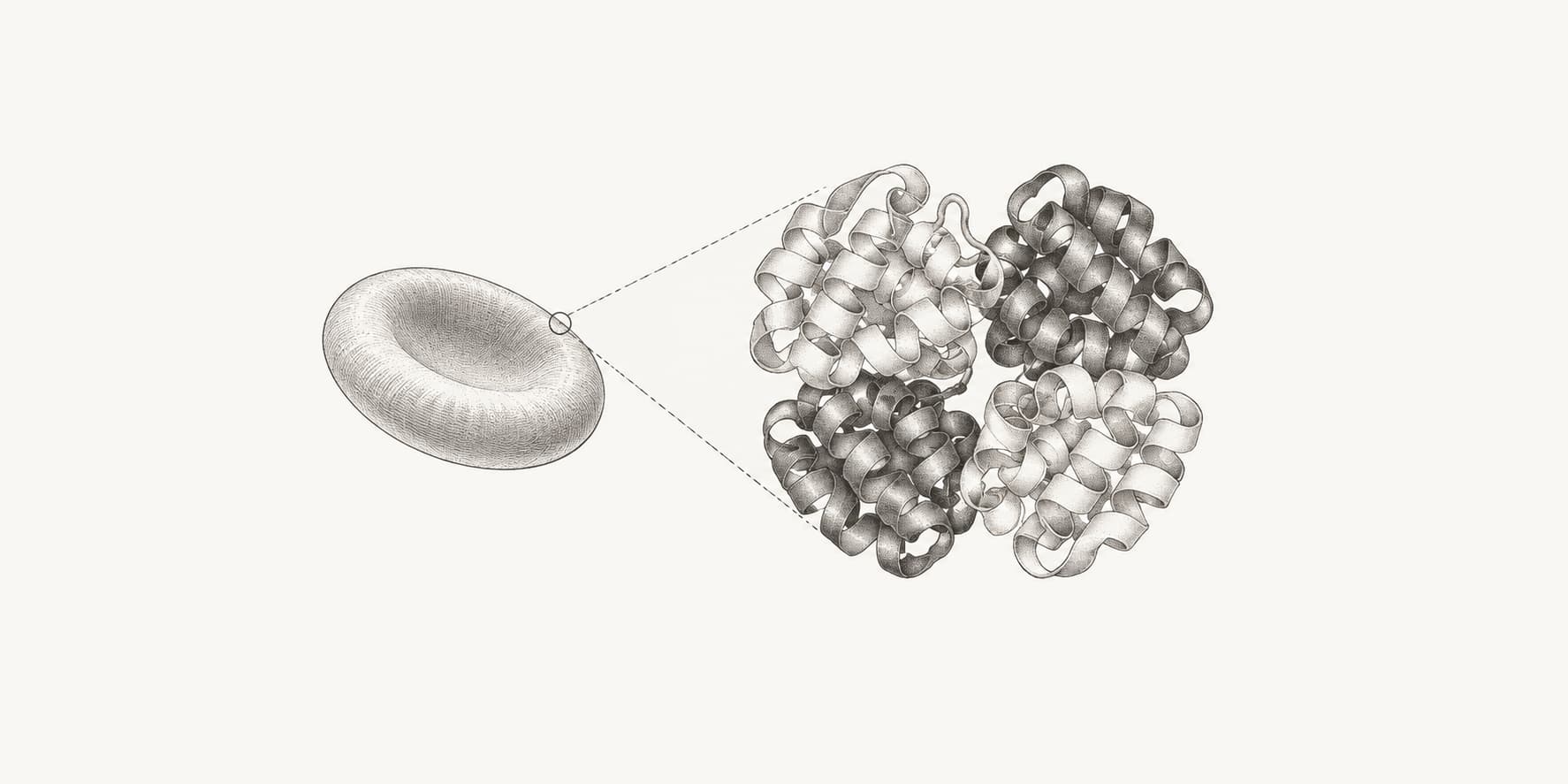 A red blood cell beside a magnified four-subunit hemoglobin illustration.