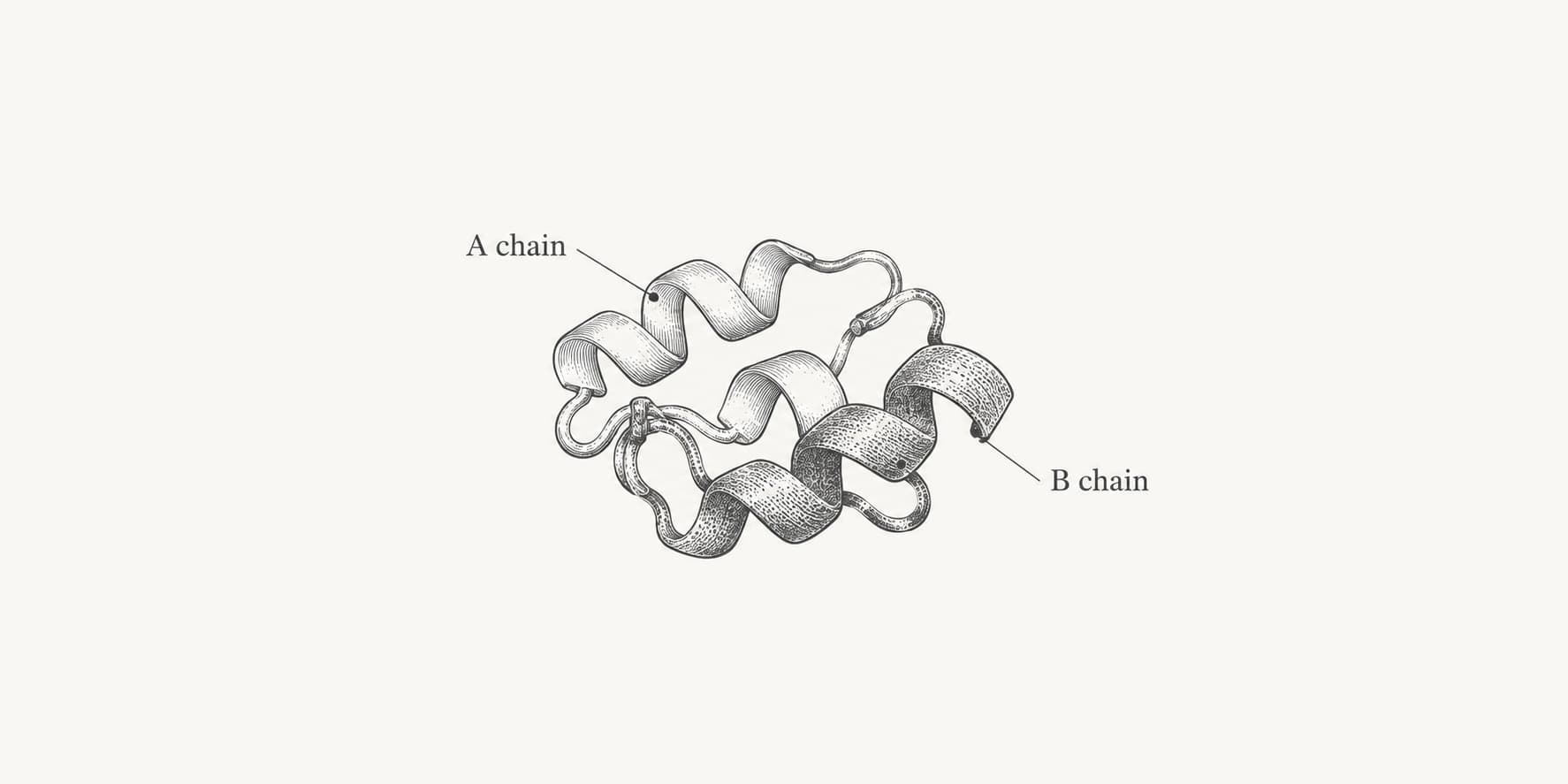 Conceptual insulin illustration showing its A and B peptide chains.
