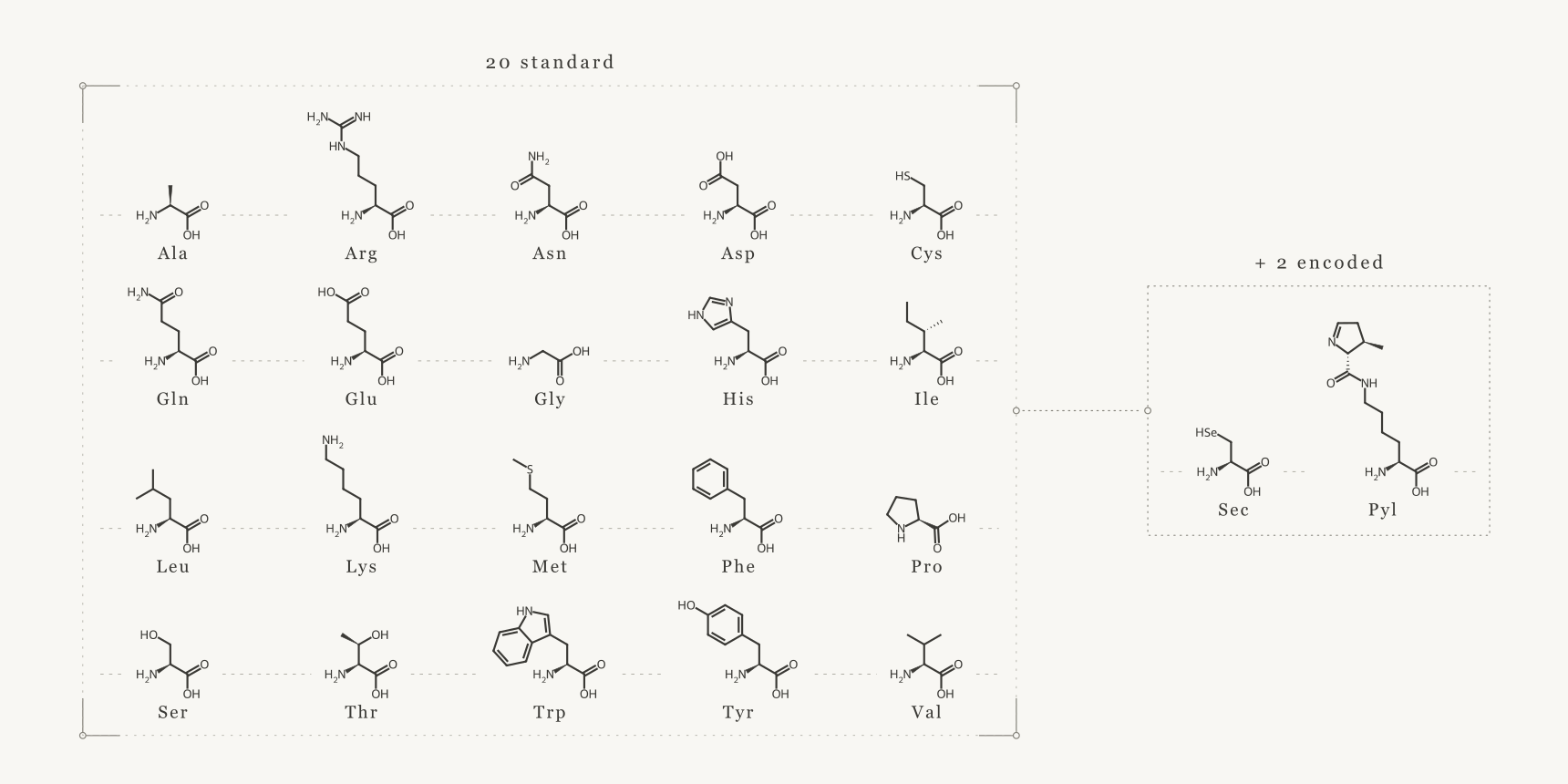 Illustrated chart of amino acid structures arranged in two rows.