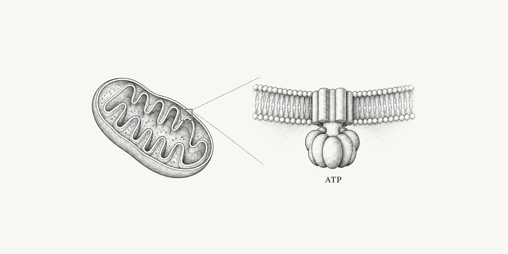 Ink illustration of a mitochondrion and a magnified ATP synthase in its inner membrane.