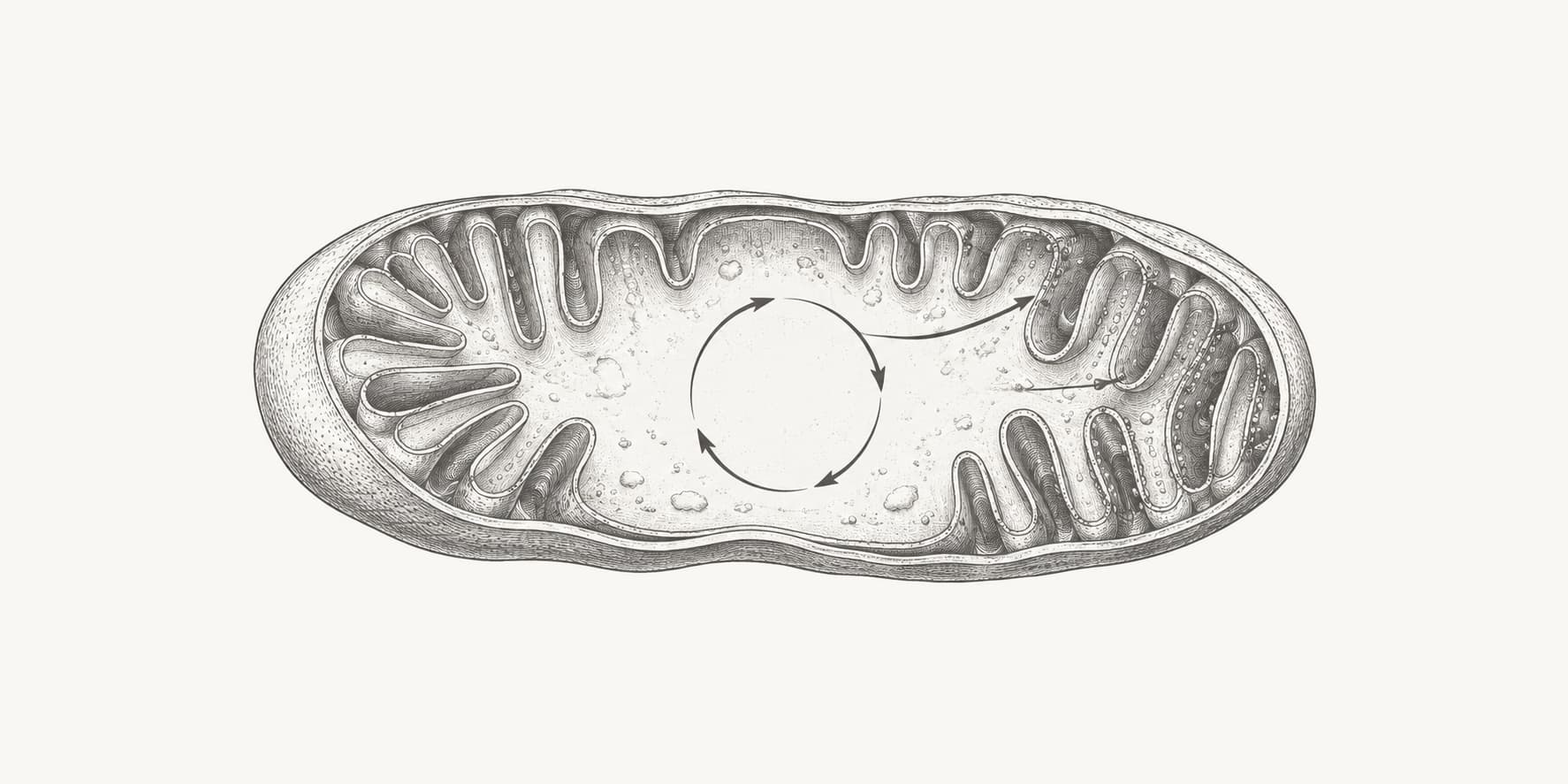 A mitochondrion cutaway with a circular arrow representing the Krebs cycle.