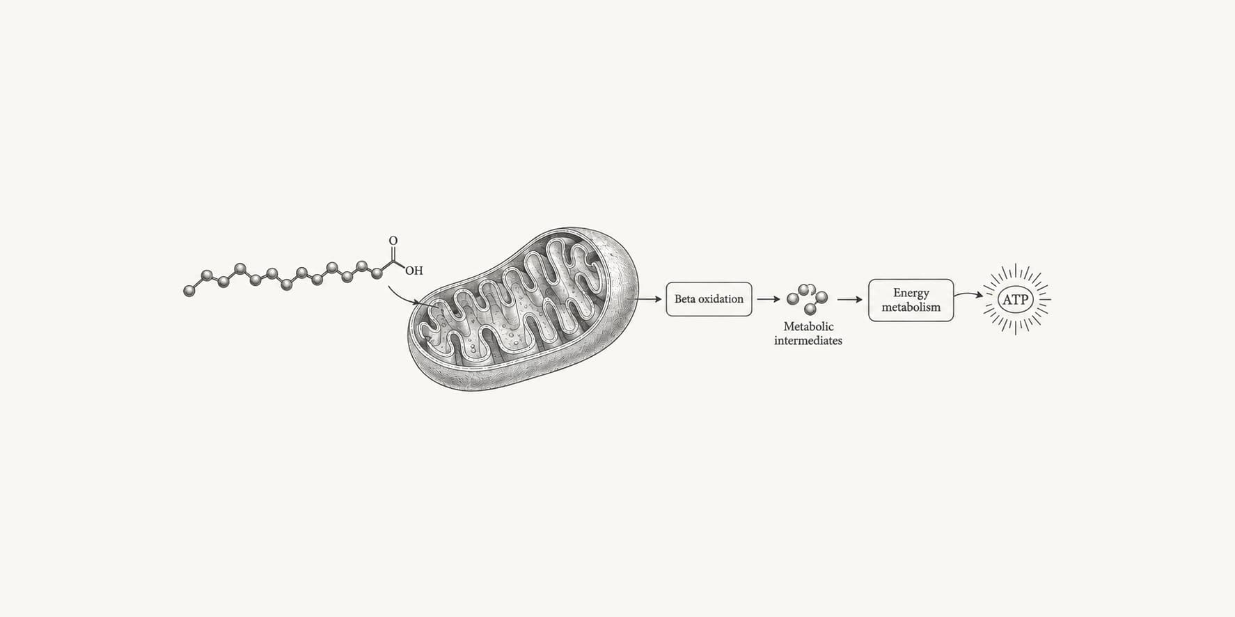 Fatty-acid motif beside a mitochondrion representing beta oxidation and energy metabolism.