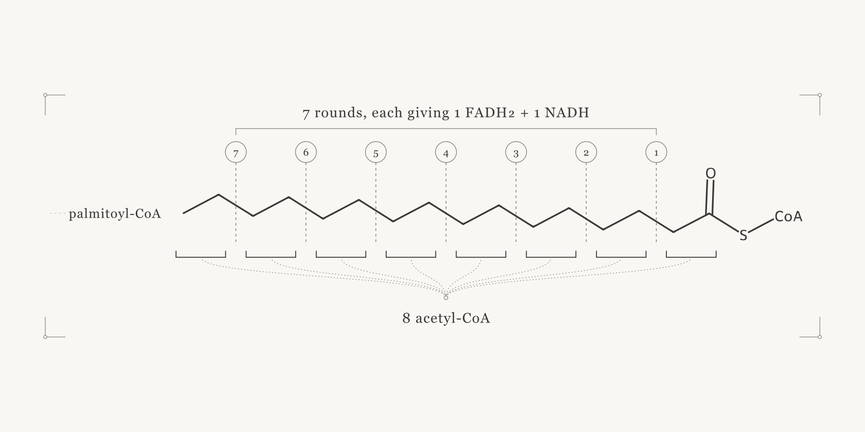 Fatty-acid motif beside a mitochondrion representing beta oxidation and energy metabolism.