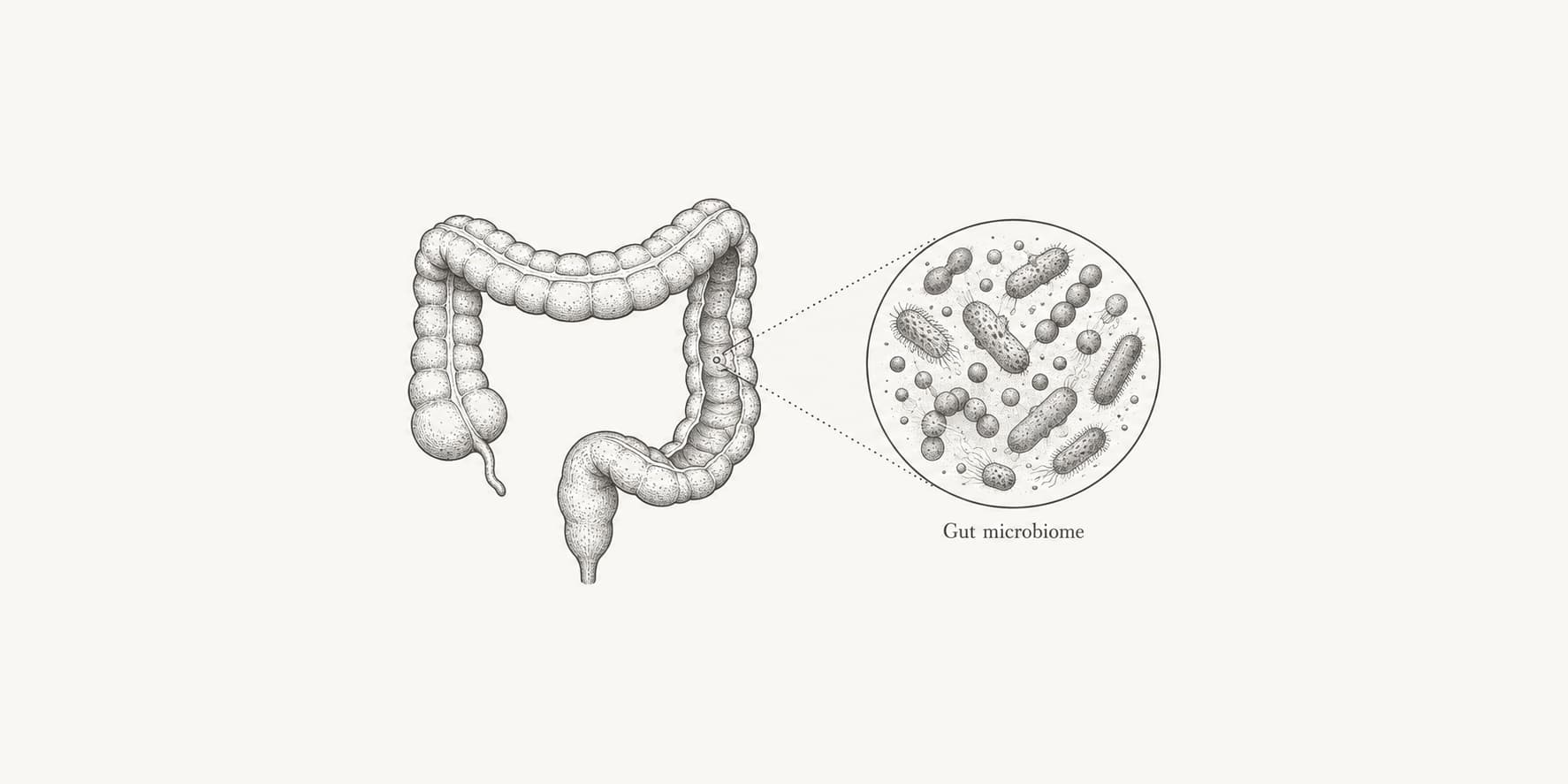 Human colon connected to a magnified view of gut bacteria.