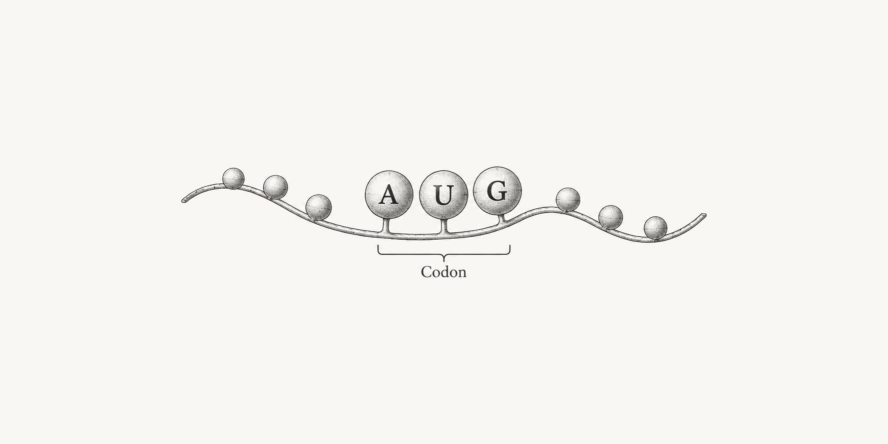 Three consecutive RNA bases, A, U, and G, bracketed as one codon.