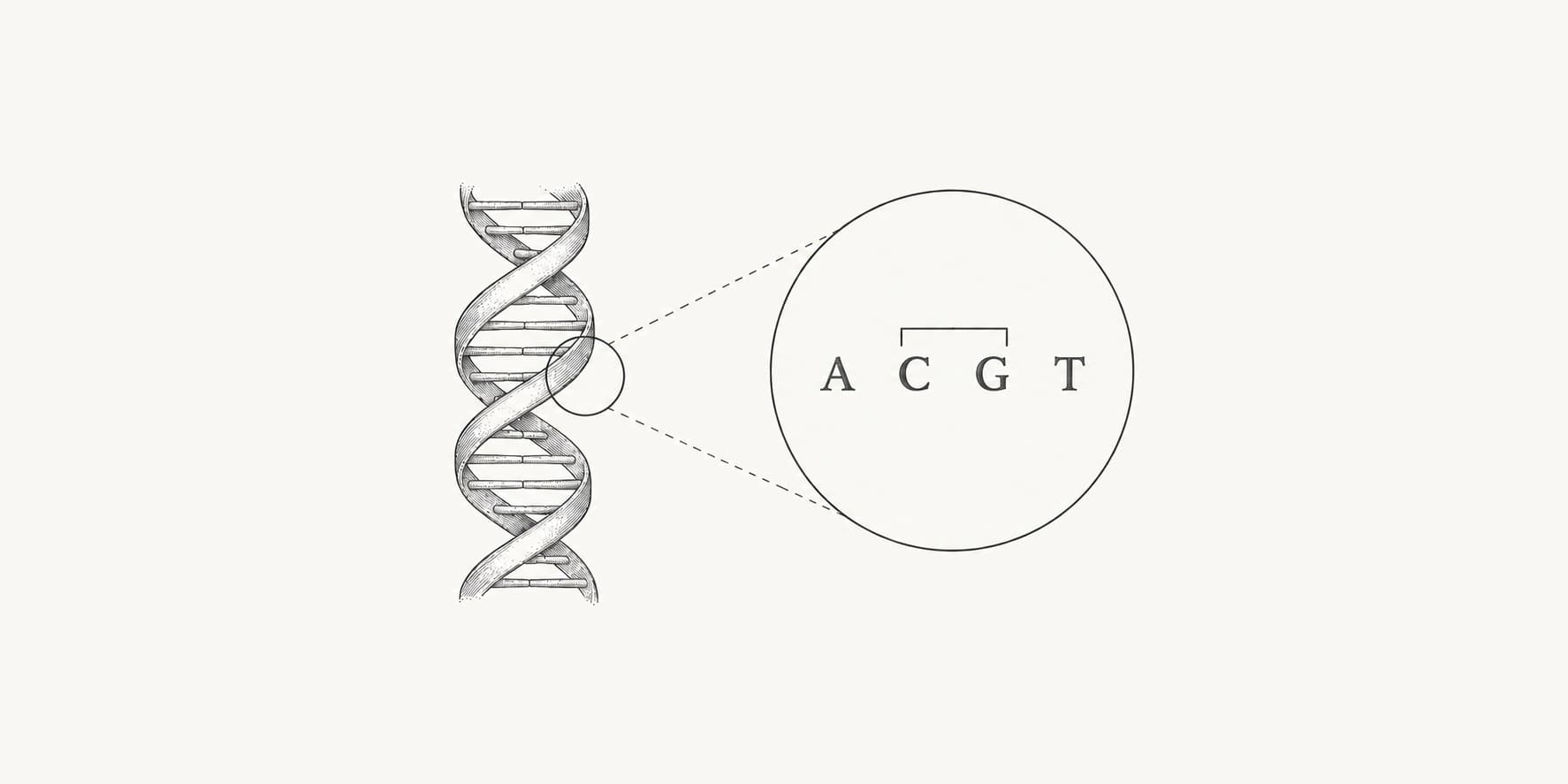 Ink illustration of DNA with adjacent cytosine and guanine bases highlighted along one strand.
