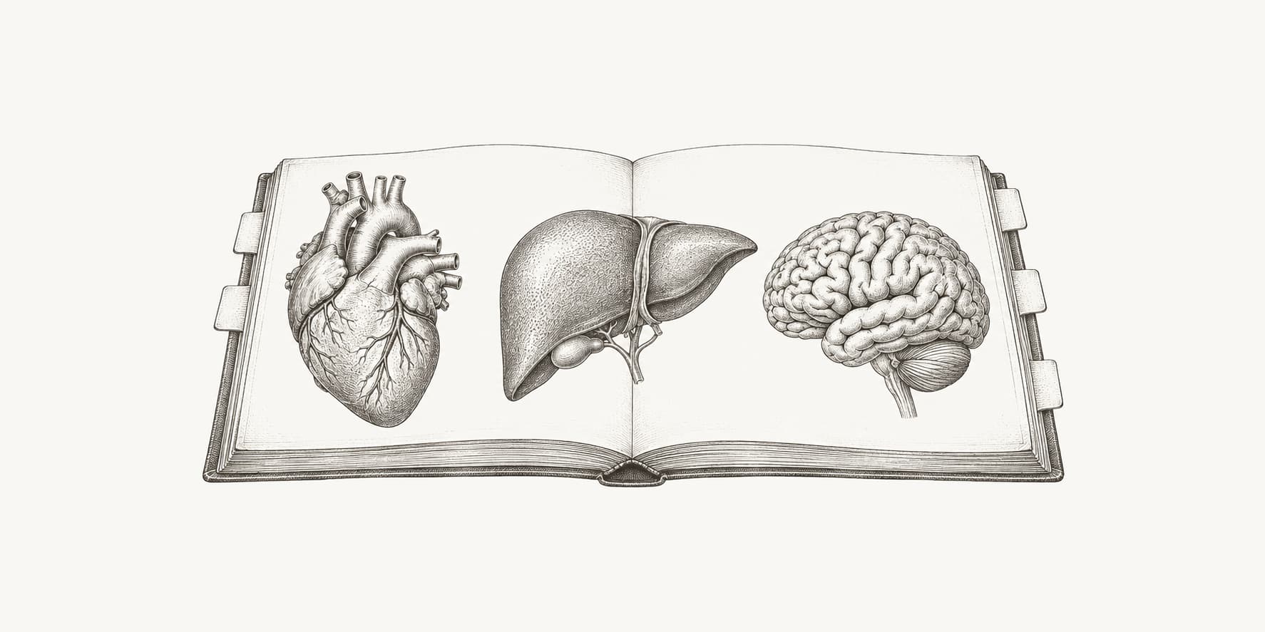 An open medical atlas with engraved heart, liver, and brain illustrations.