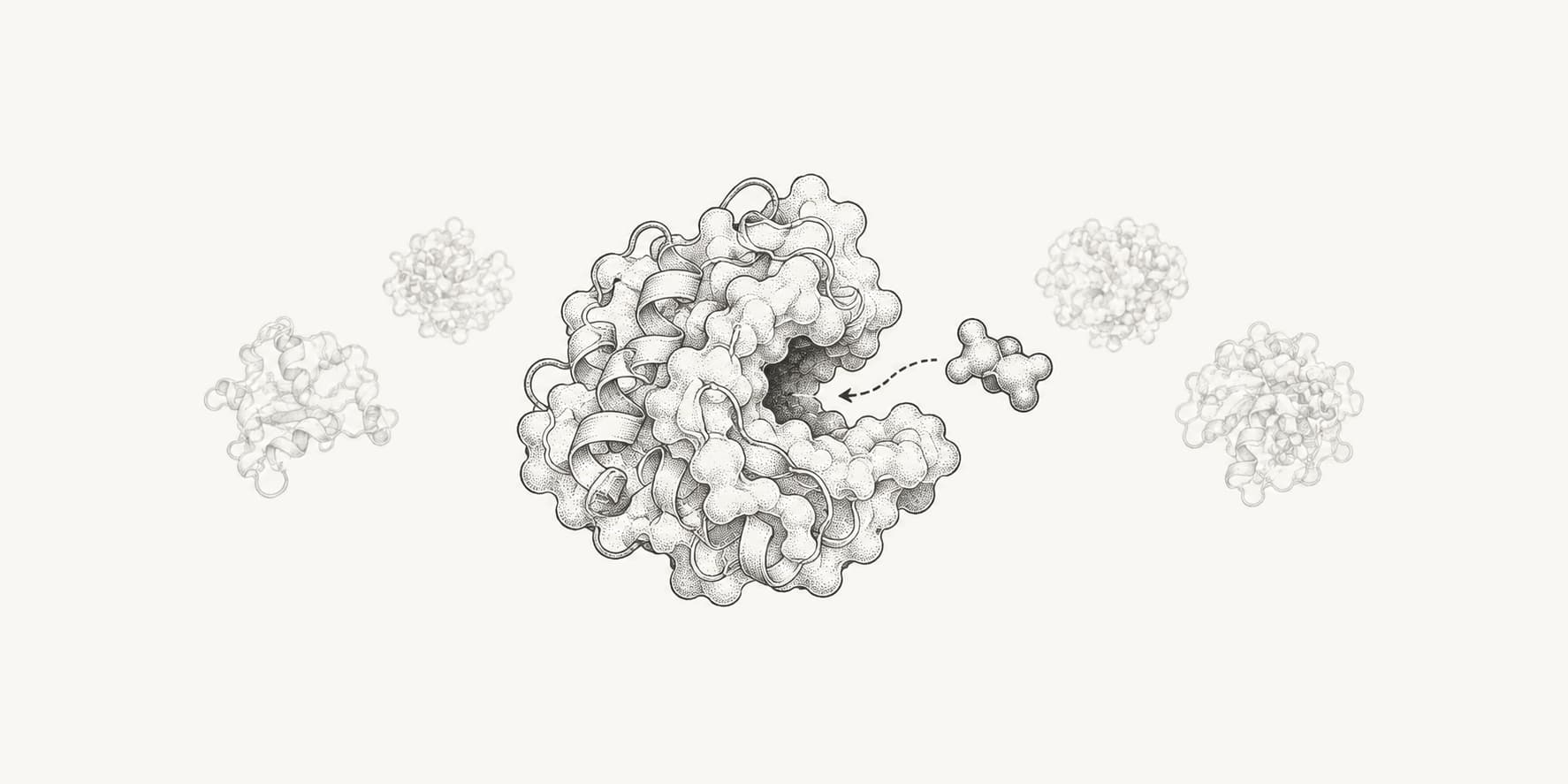 Folded enzyme and complementary substrate illustrating catalytic proteins.