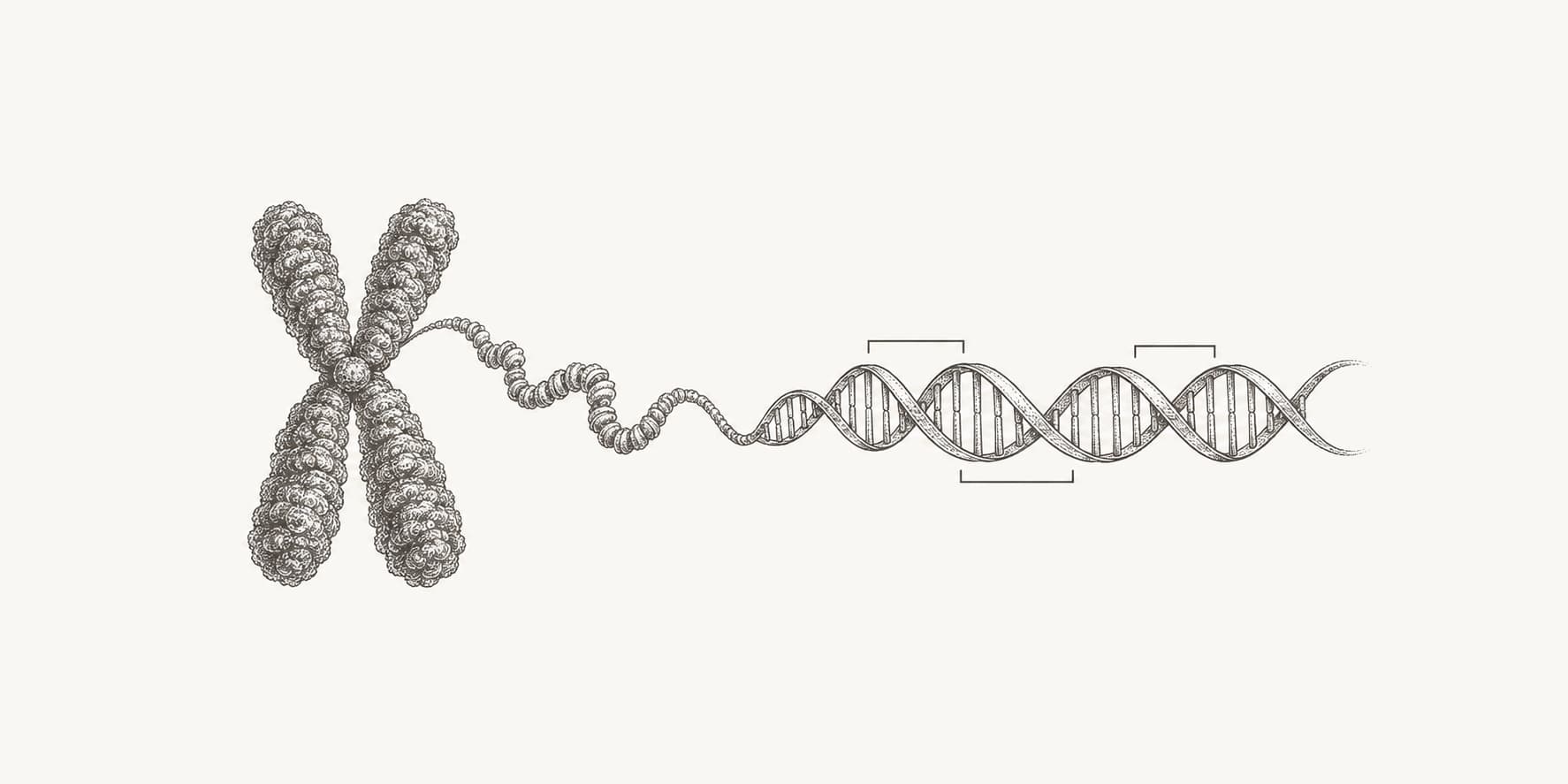 Ink illustration of a chromosome unwinding into DNA with several gene regions marked.