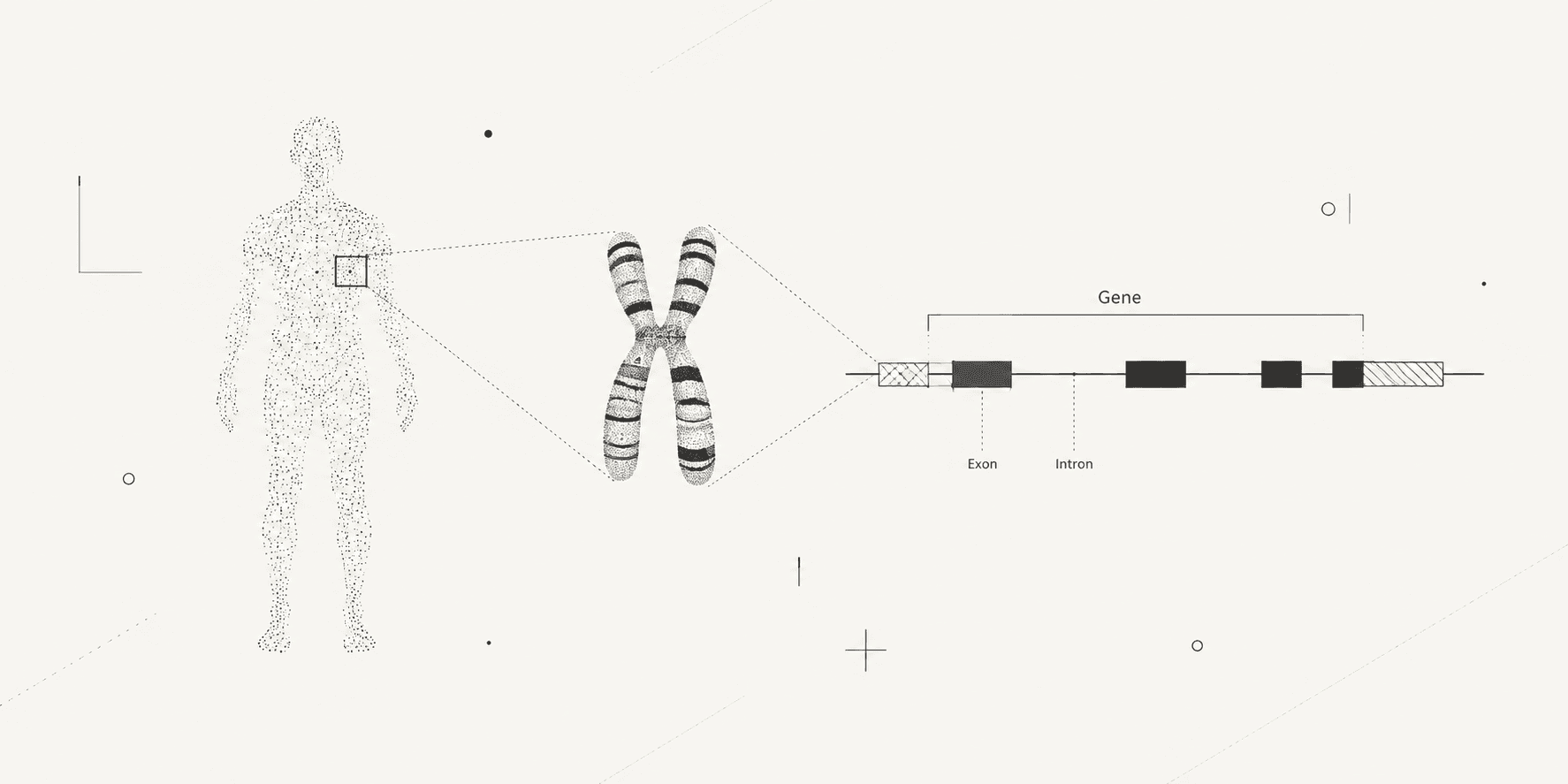Conceptual illustration tracing a human body to a chromosome and the exon-intron structure of a gene.