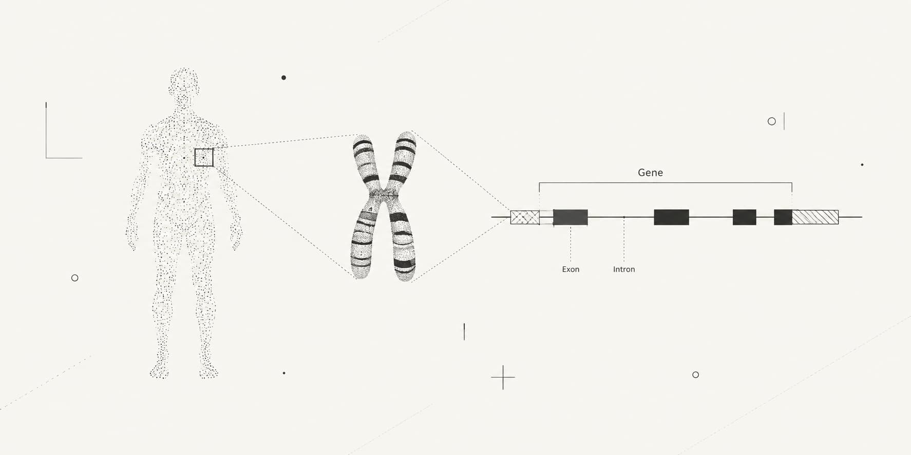 Conceptual illustration tracing a human body to a chromosome and the exon-intron structure of a gene.