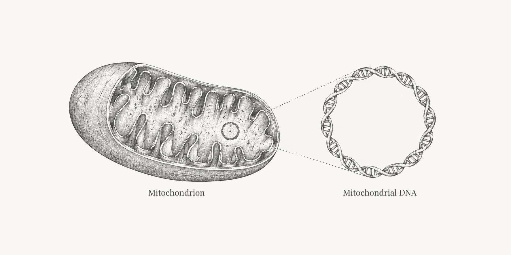 Cutaway mitochondrion with an enlarged circular mitochondrial DNA molecule.