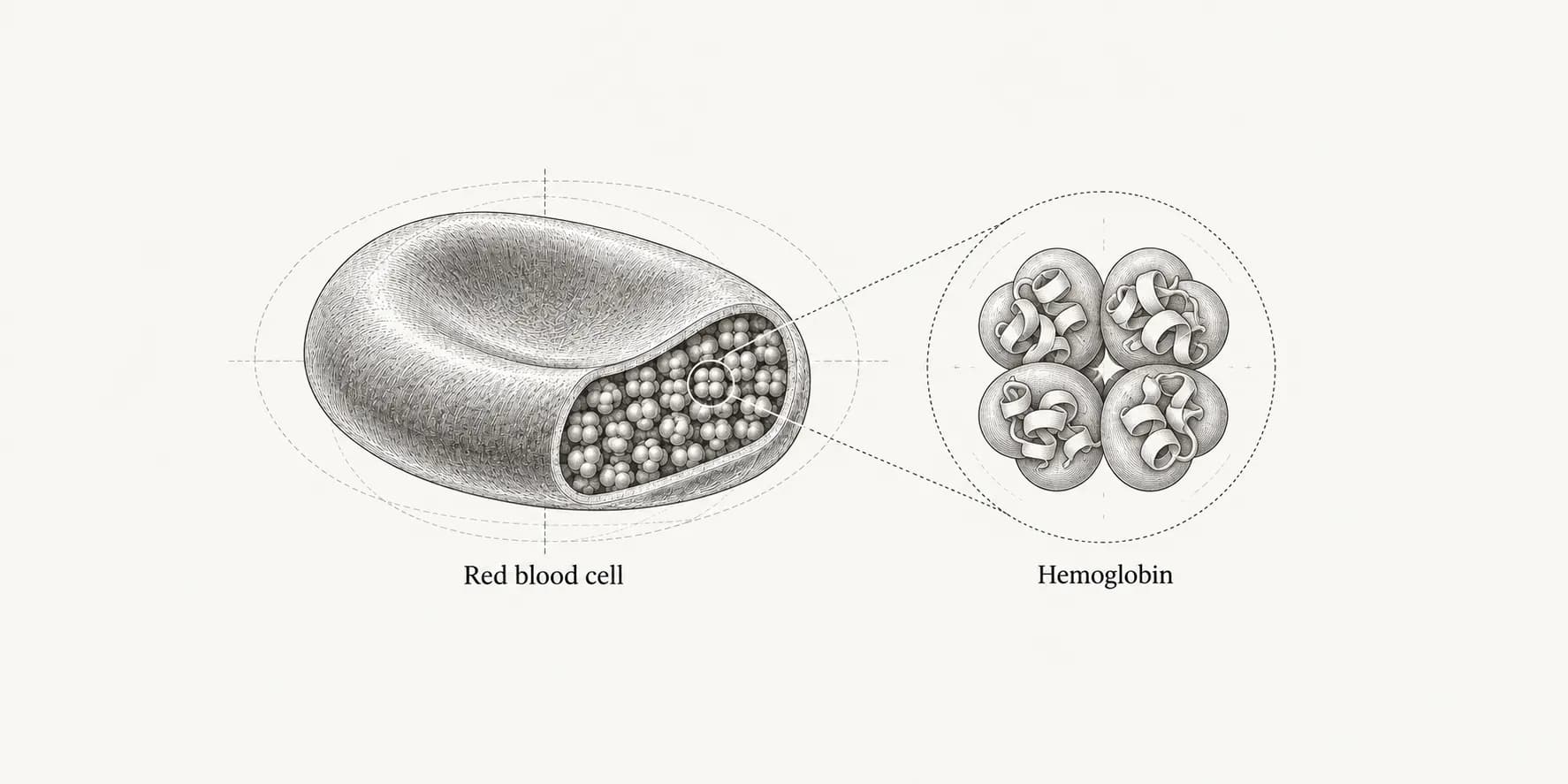 Illustrated red blood cell cutaway with a magnified schematic of a four-subunit hemoglobin molecule.