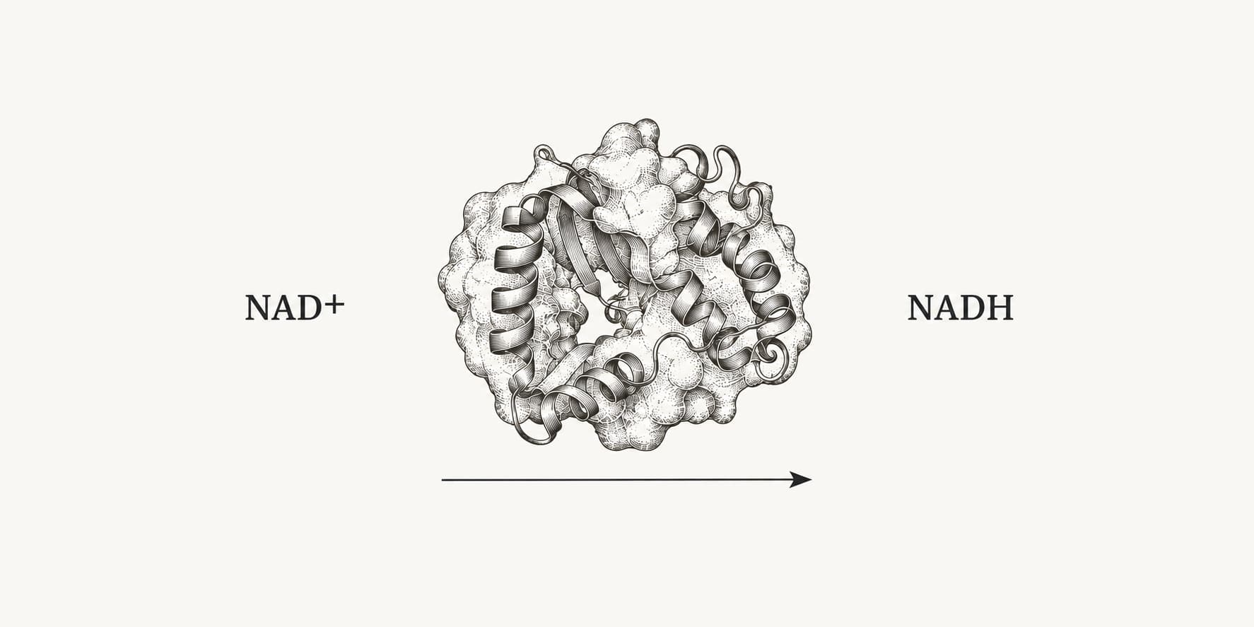 Ink illustration of an enzyme with NAD+ and NADH labels representing electron-carrier production in glycolysis.