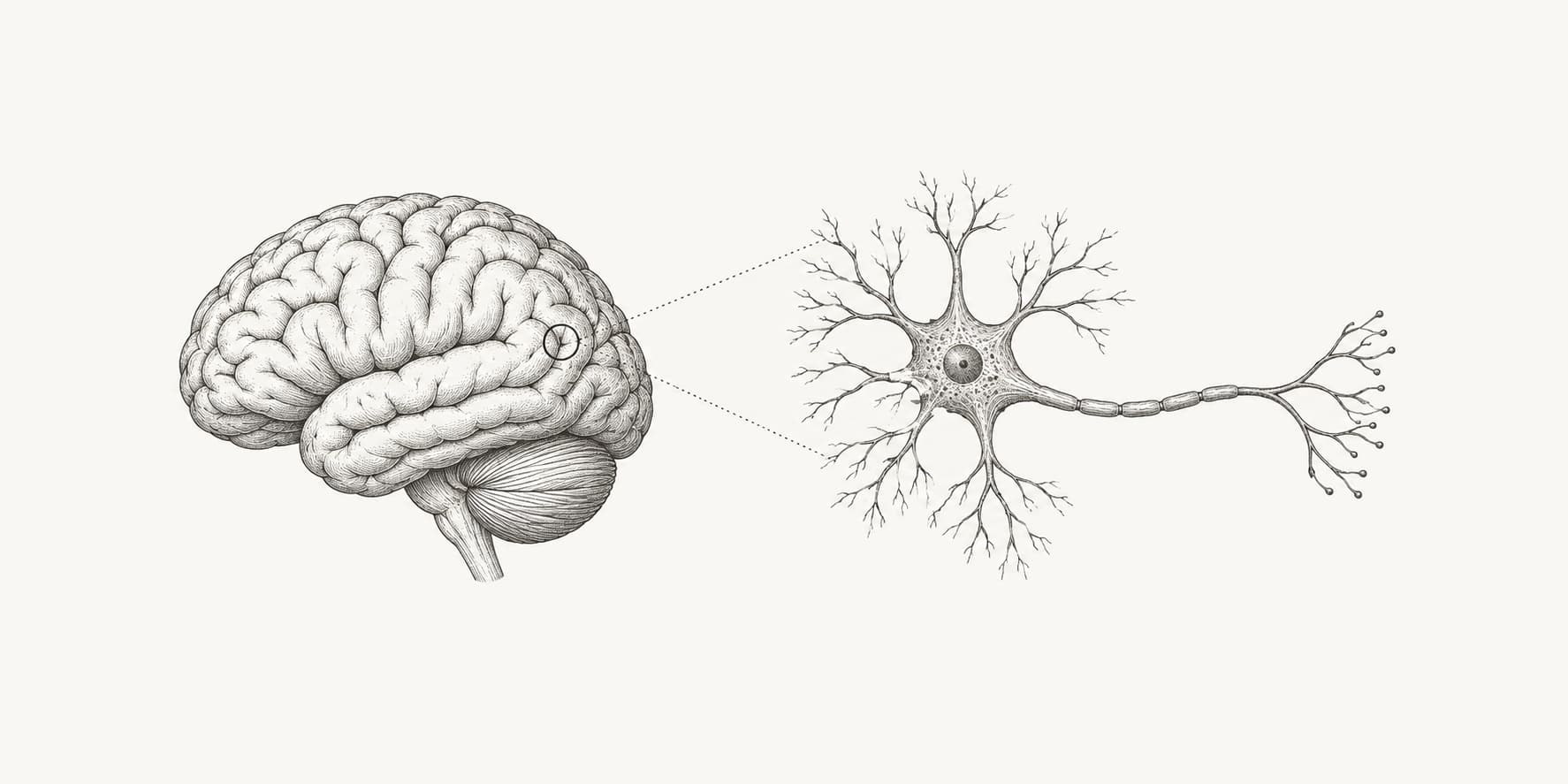 An engraved human brain beside a magnified branching neuron.