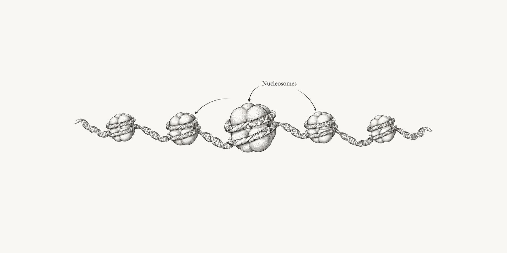 DNA wrapped around histone cores along a nucleosome fiber.