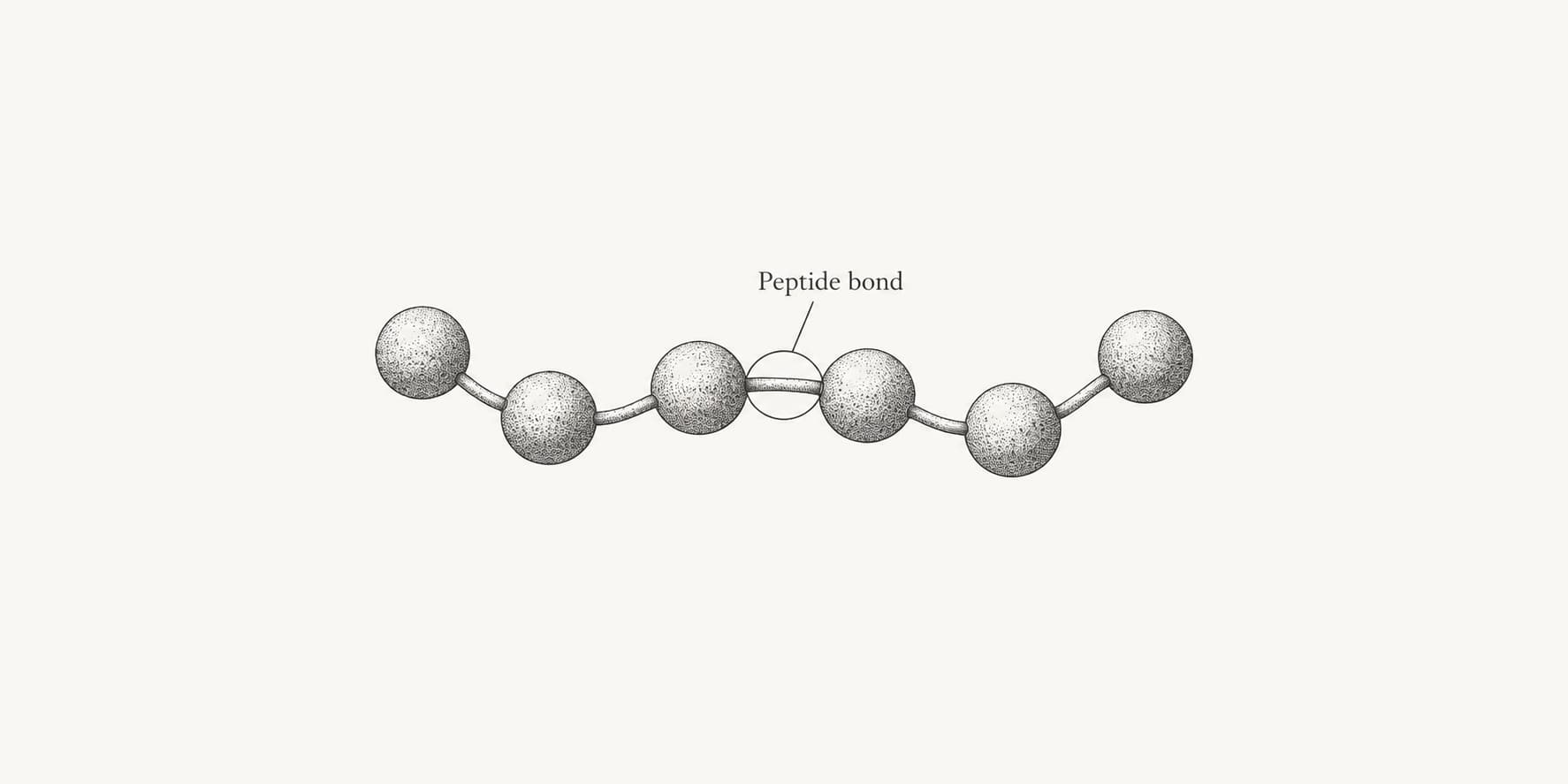 Open peptide chain with one connecting peptide bond highlighted.