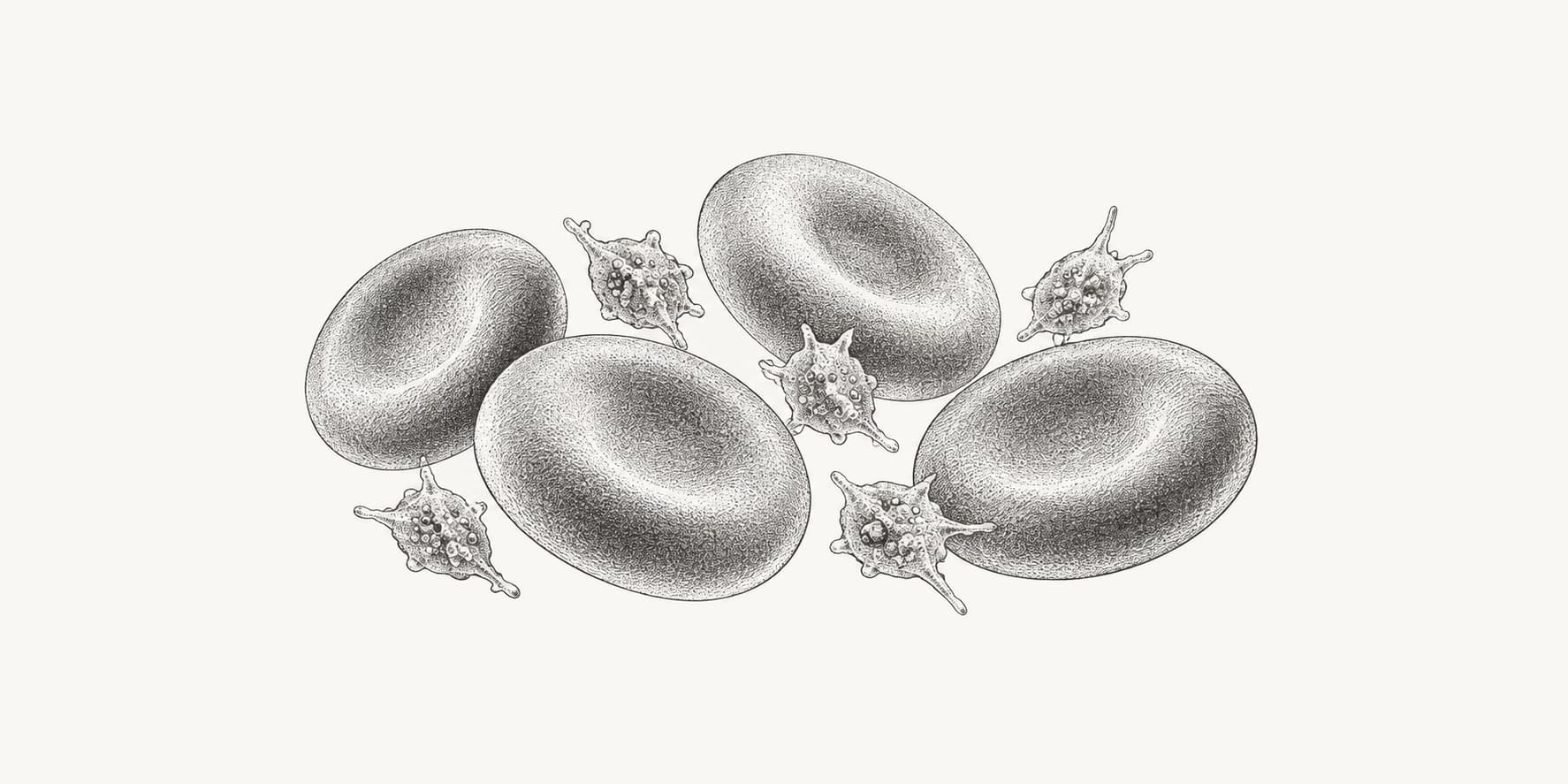 Ink illustration of small granular platelets among larger red blood cells.