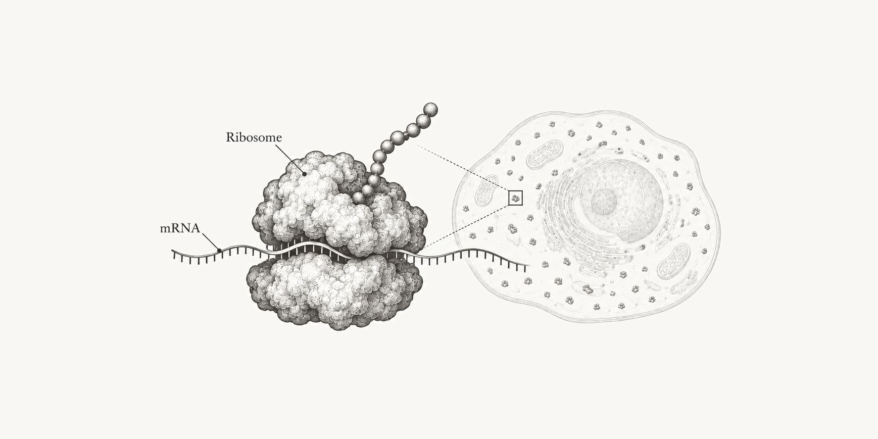 Ribosome translating an mRNA strand with subtle cellular context.