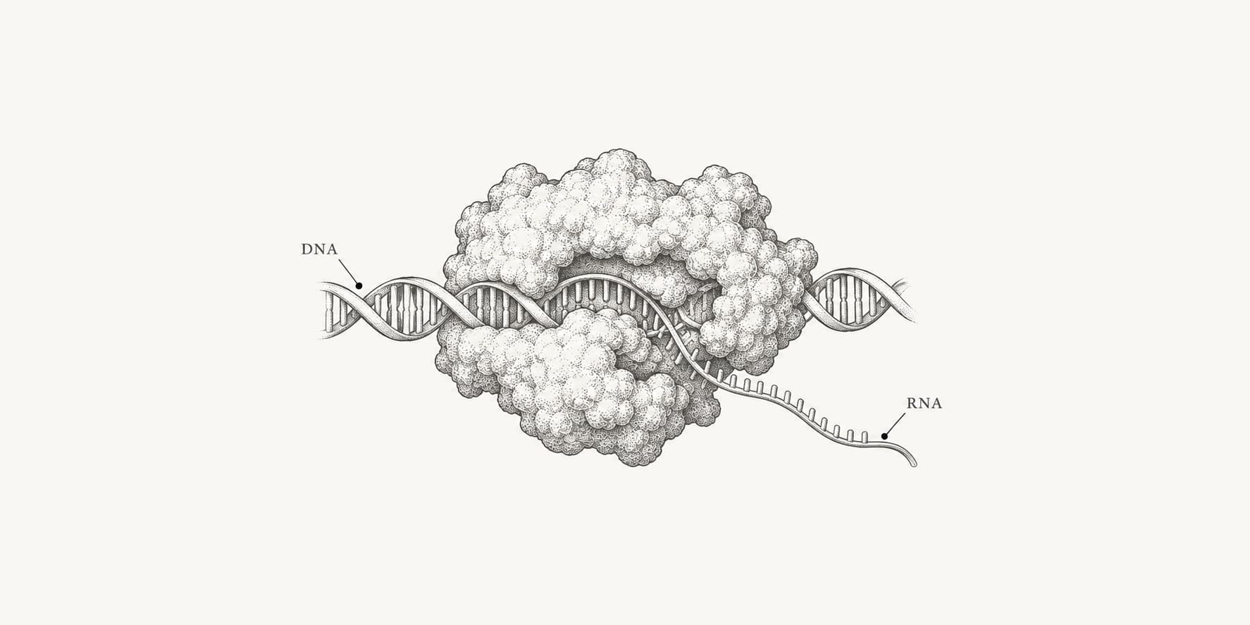 RNA polymerase on DNA with a single RNA strand emerging.