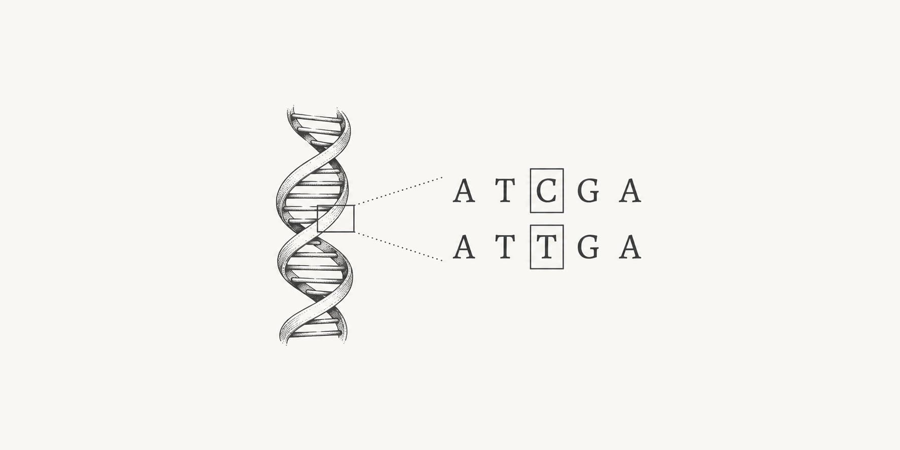 Ink illustration of a DNA sequence comparison highlighting a single C-to-T nucleotide difference.
