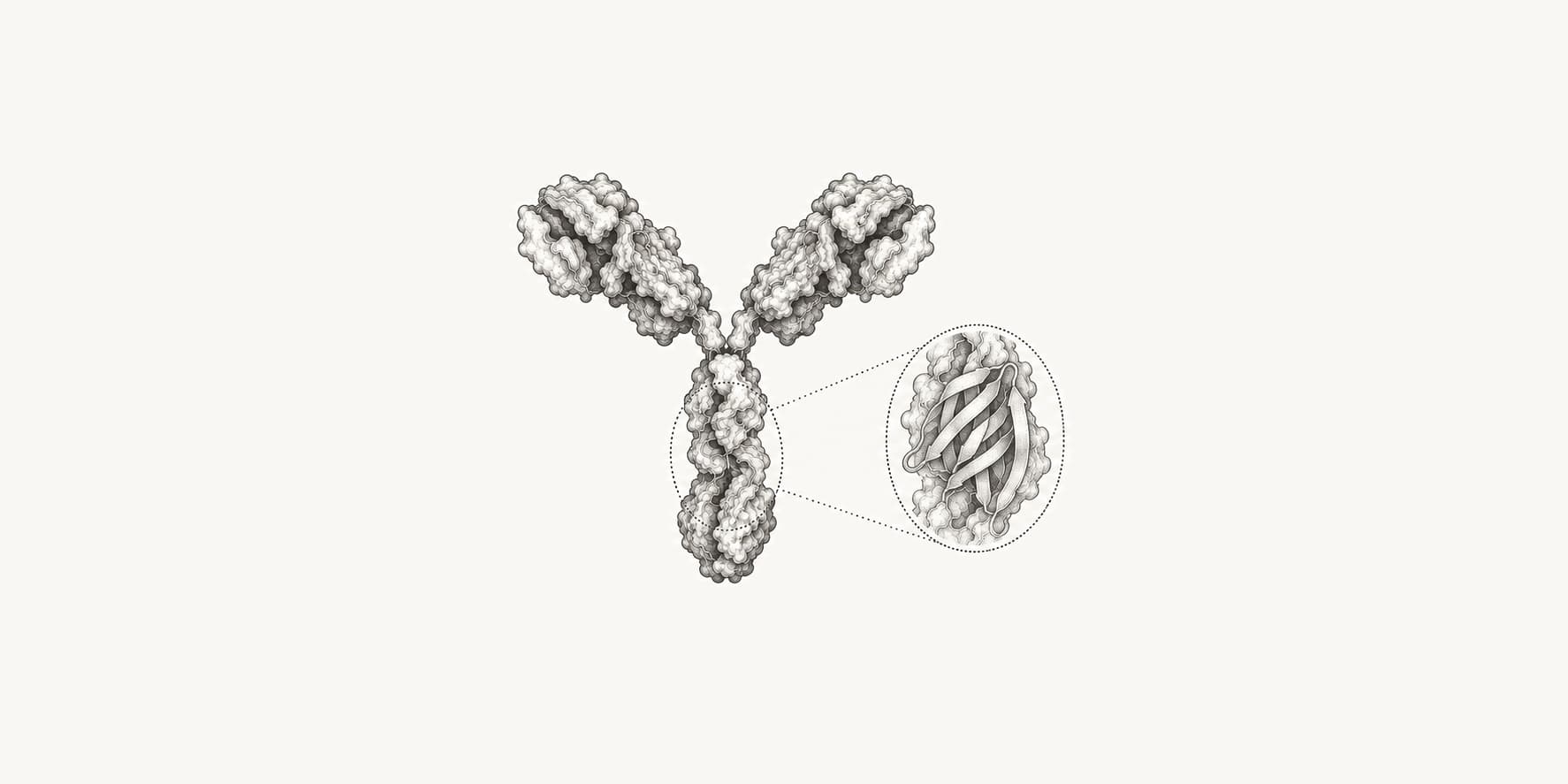 A Y-shaped antibody with an enlarged view of its constant-region domains.