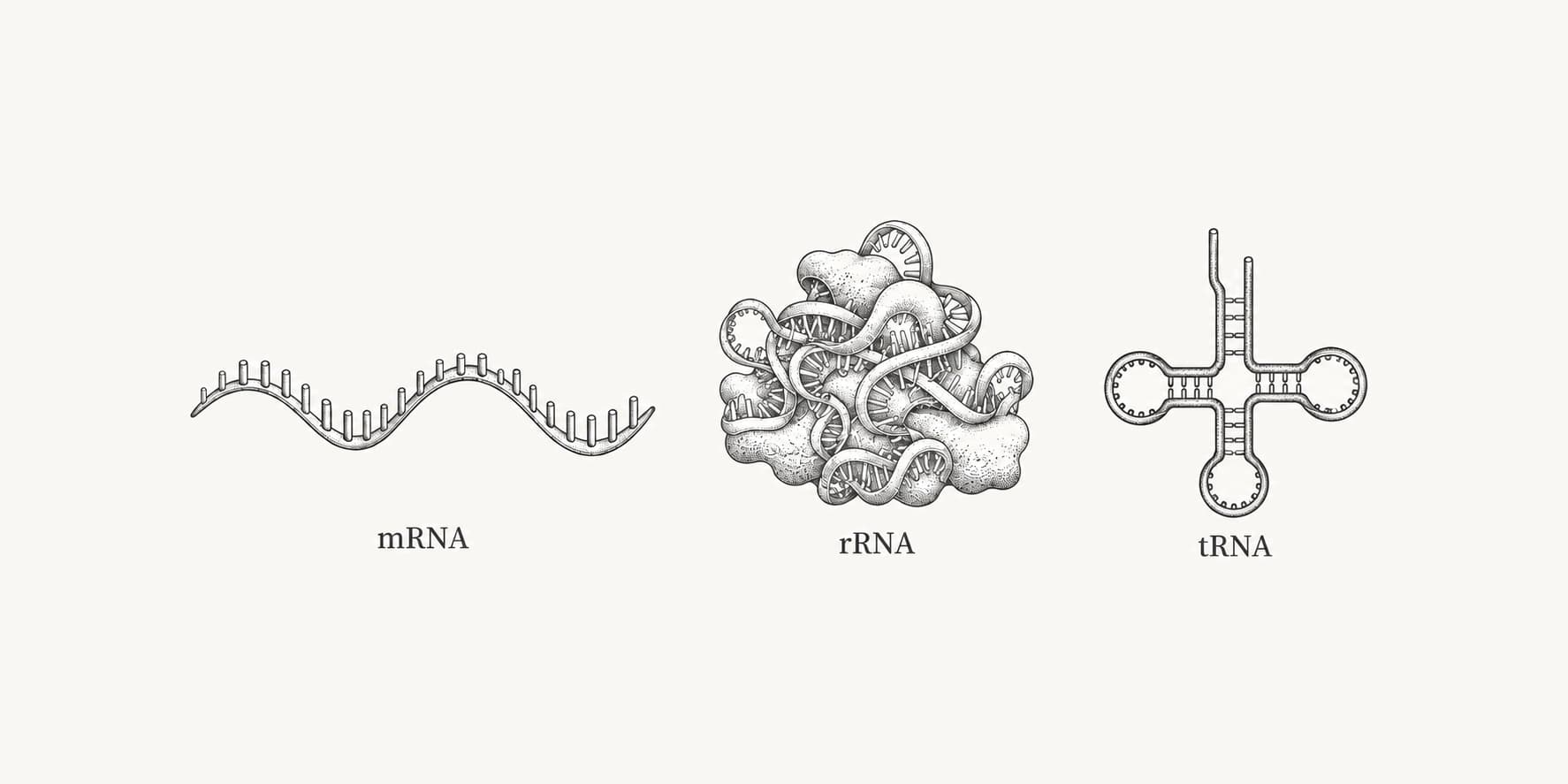 Illustrations of messenger RNA, ribosomal RNA and transfer RNA.