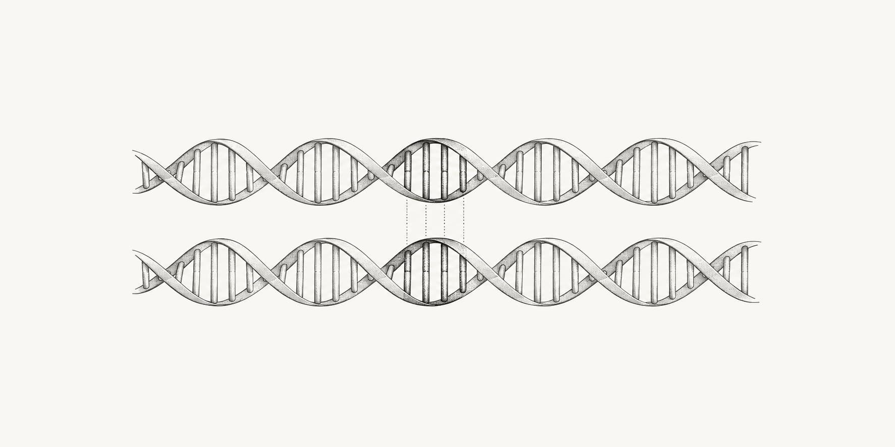 Two DNA helices with corresponding segments illustrating shared inherited DNA.