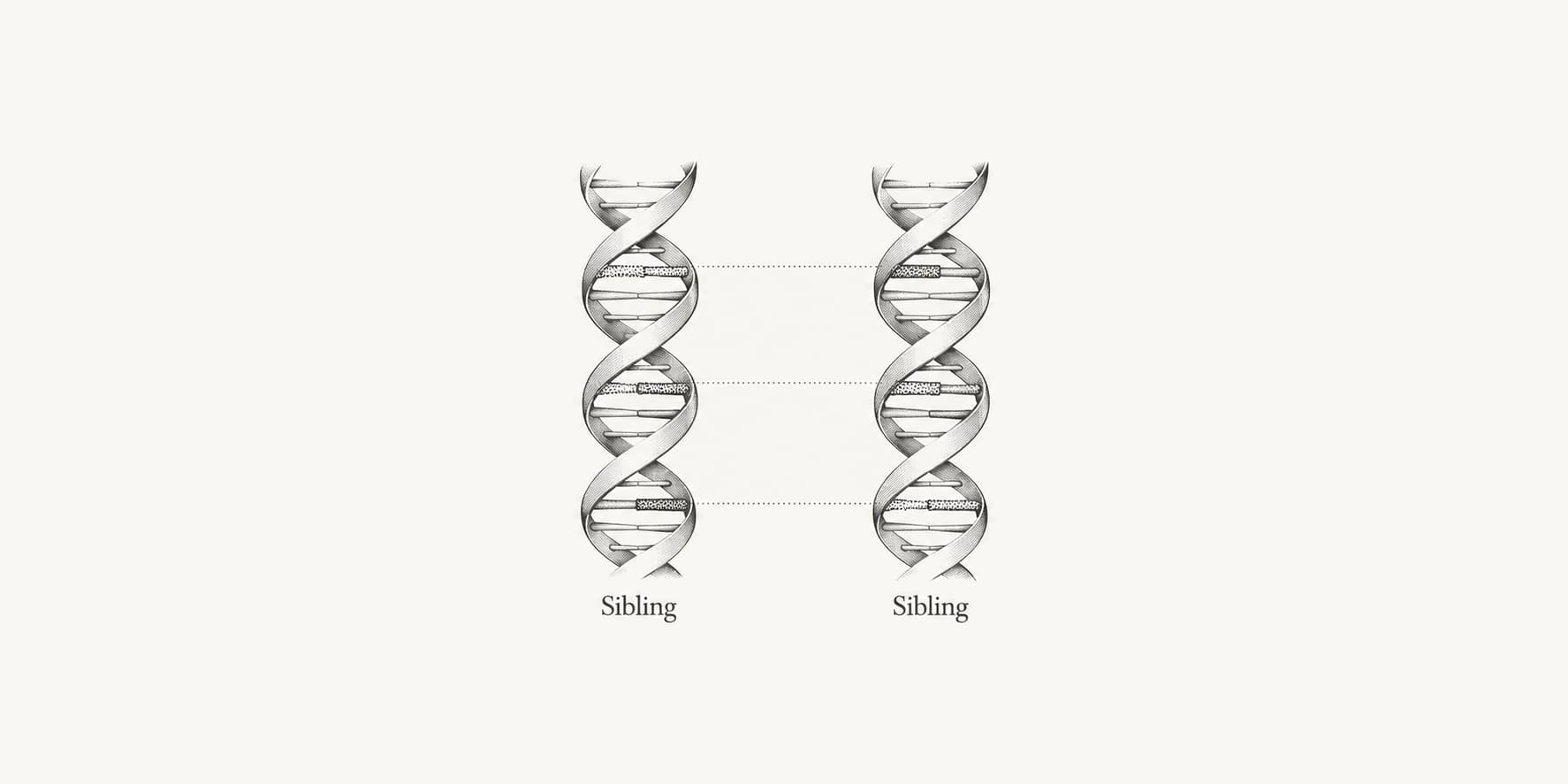 Two DNA segments with matching regions illustrating shared inheritance between siblings.