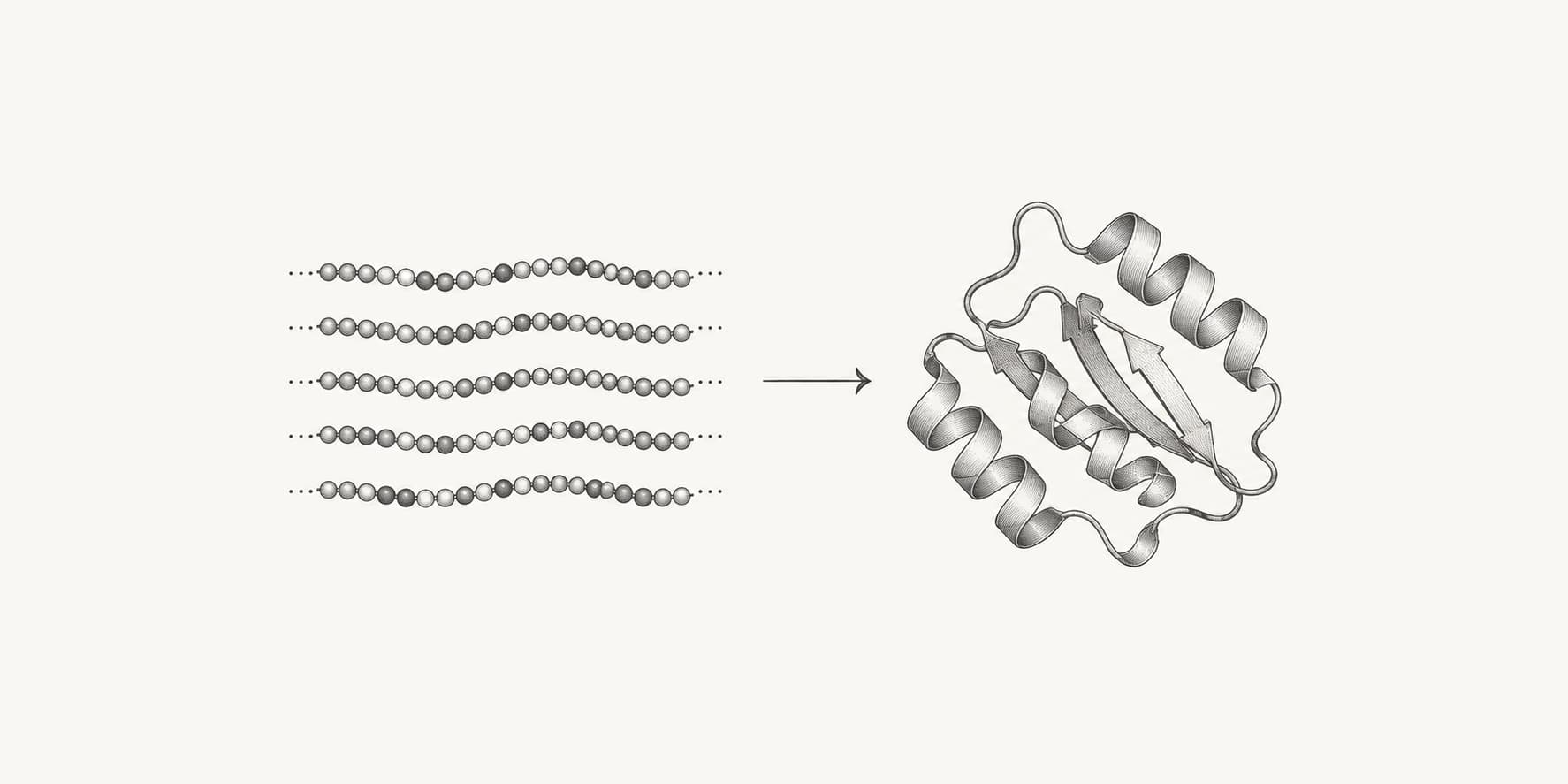 Ink illustration of aligned protein sequences leading to a predicted protein fold.